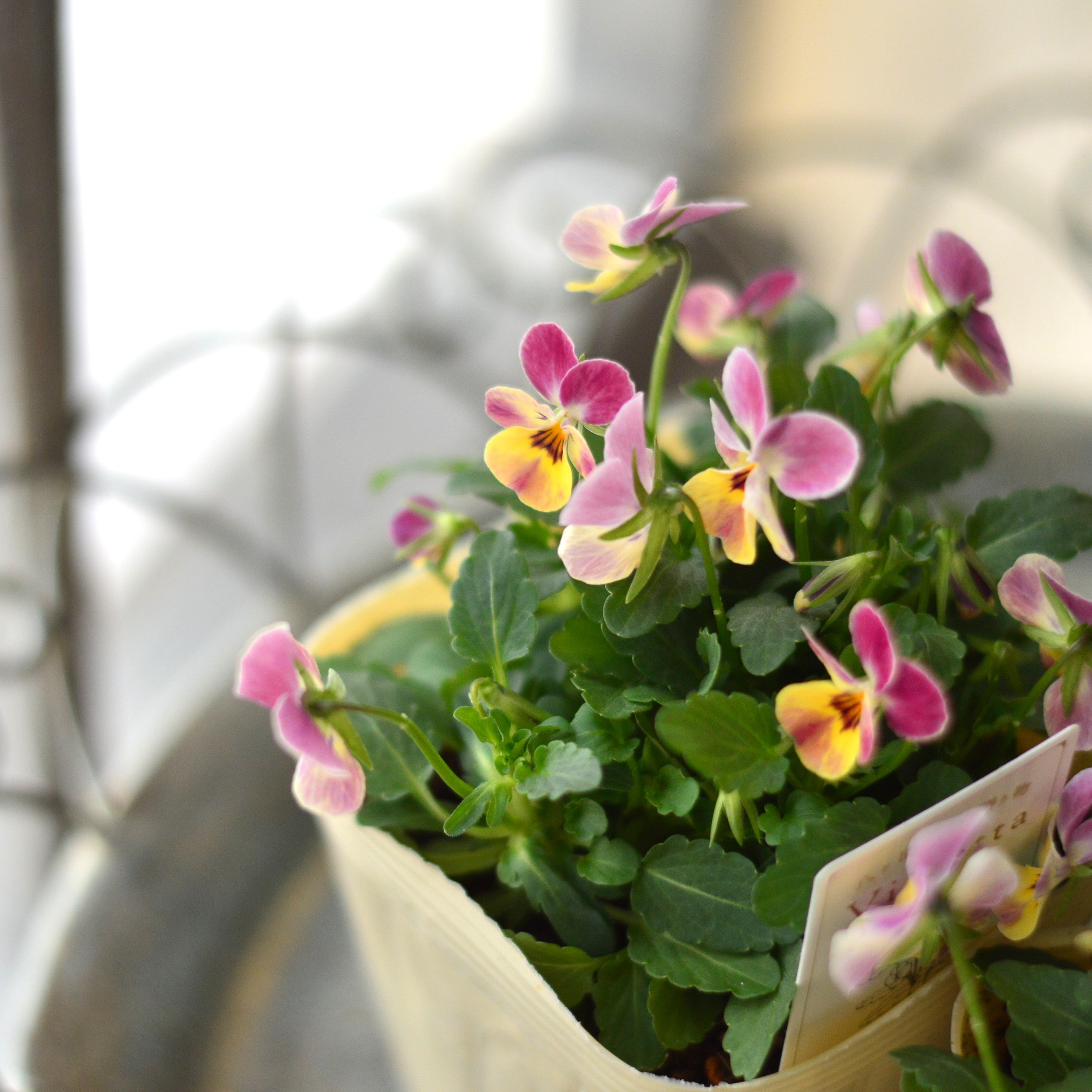 【かわいい】 小輪ビオラ 『ビオレッタ・C』 3.5寸POT