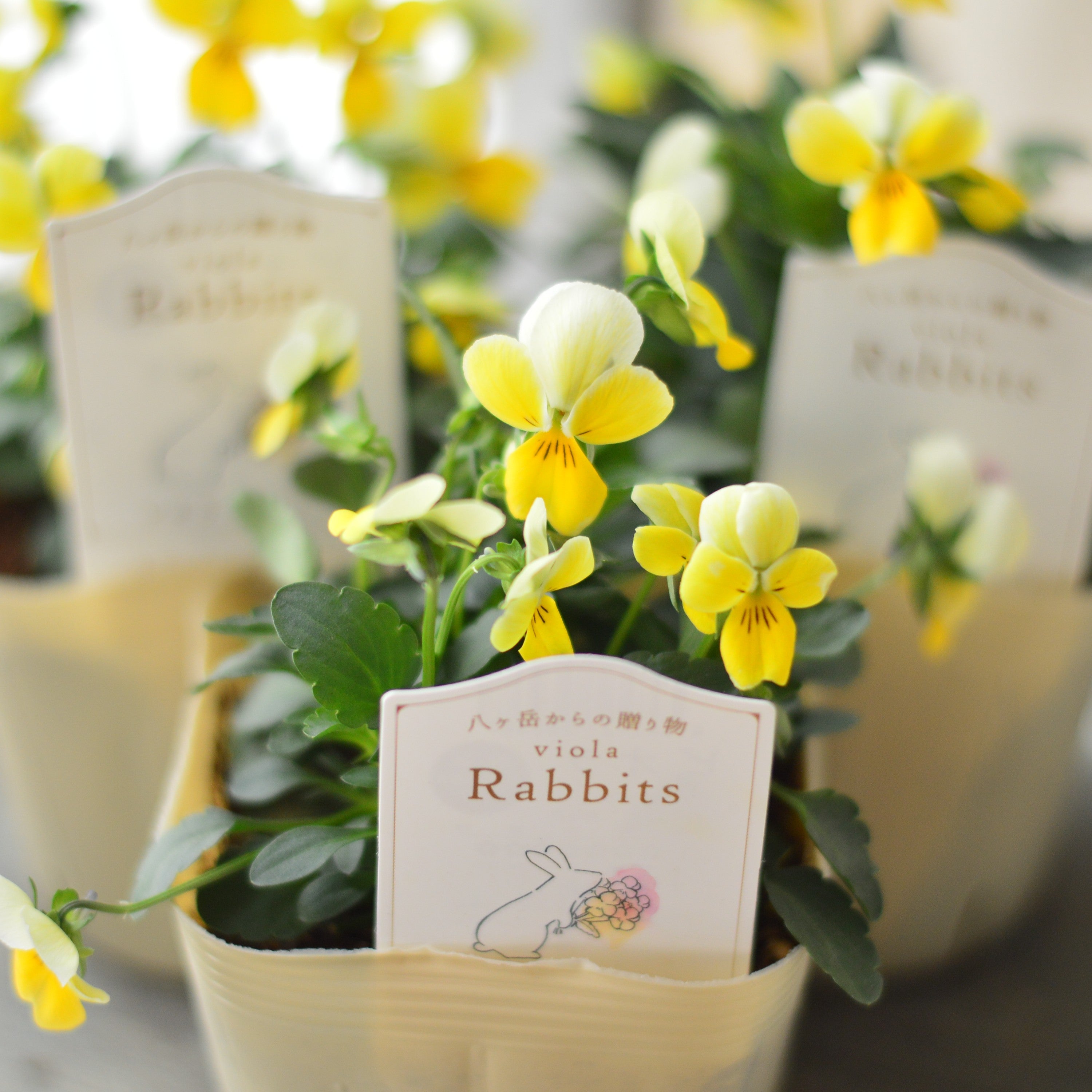 【VEGIHANA FARMさん】 ビオラ 『ラビッツ・C』 3.5寸POT