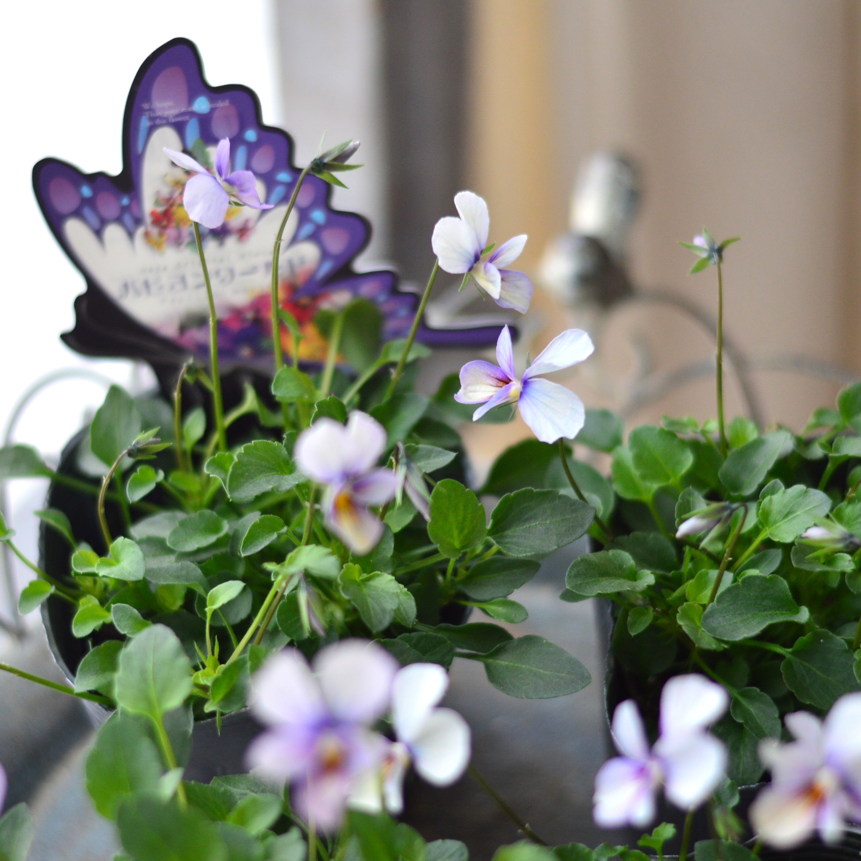 【うえたさん育種】 ビオラ 『パピヨンワールド・B』 3.5寸POT