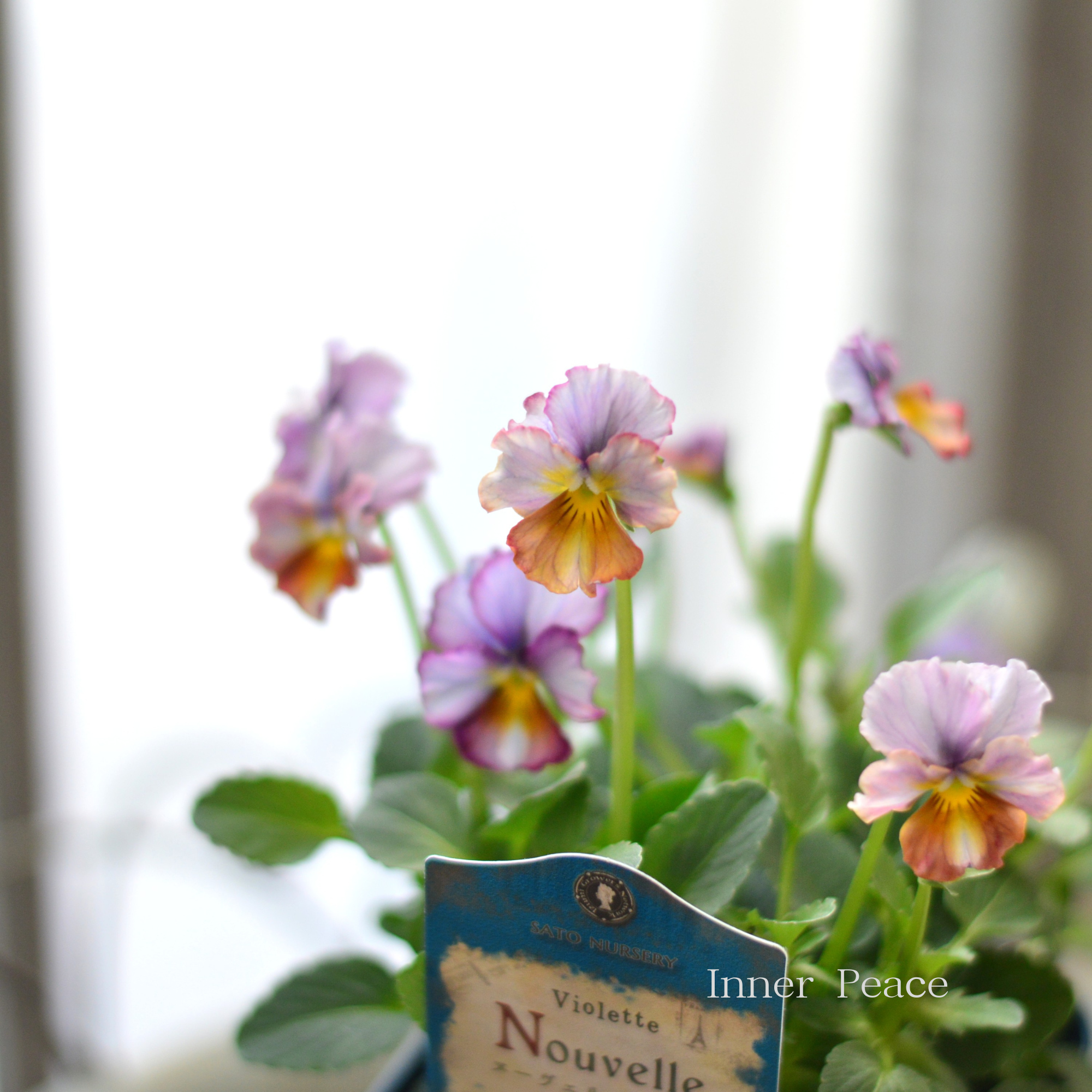 【サトウ園芸さん】 ビオラ 『ヌーベルヴァーグ~すみれの革命~ B』 3.5寸硬質POT
