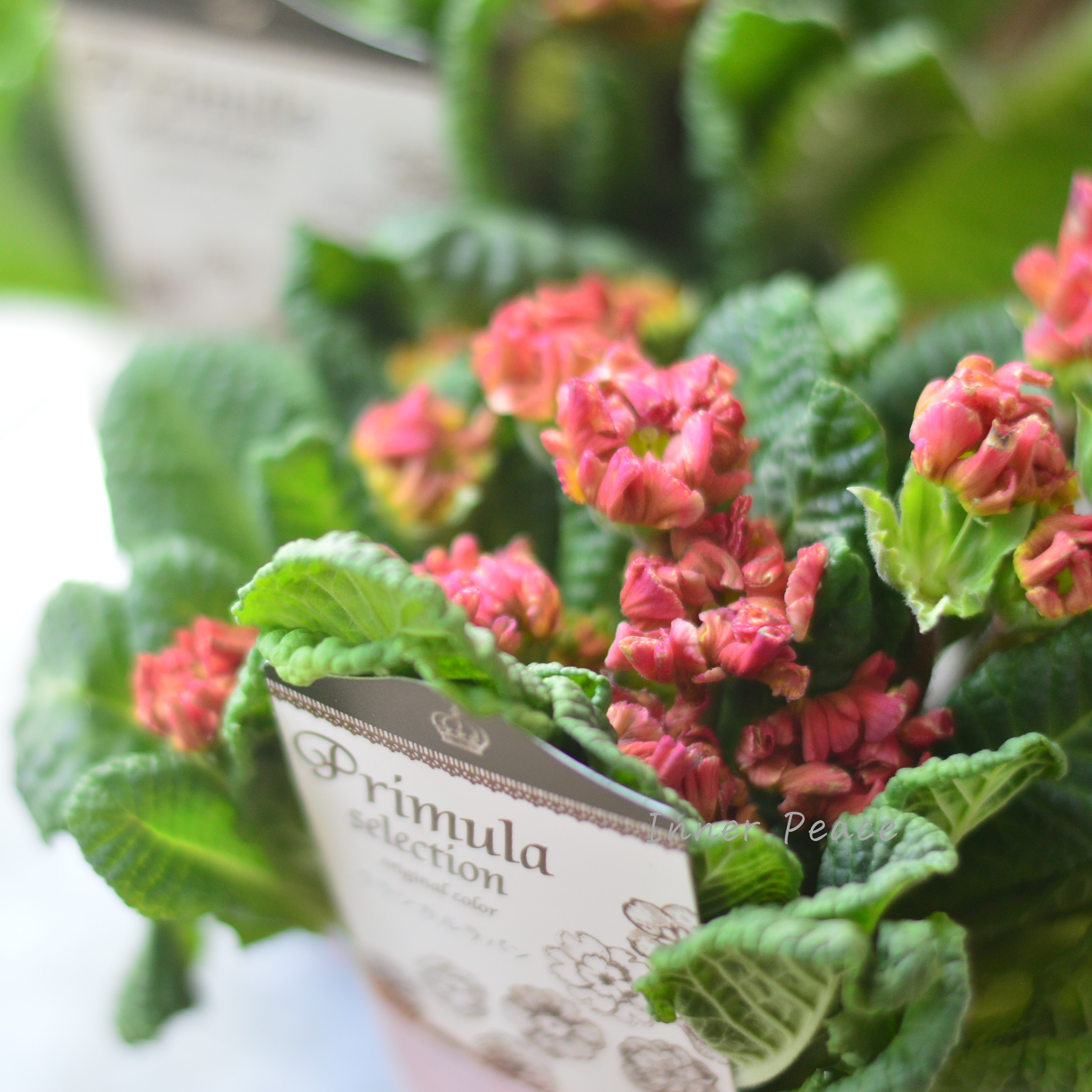 【k-plantsさん】 フリンジ咲き プリムラ 『クラシカルラパン・B』 2.5寸ロングPOT