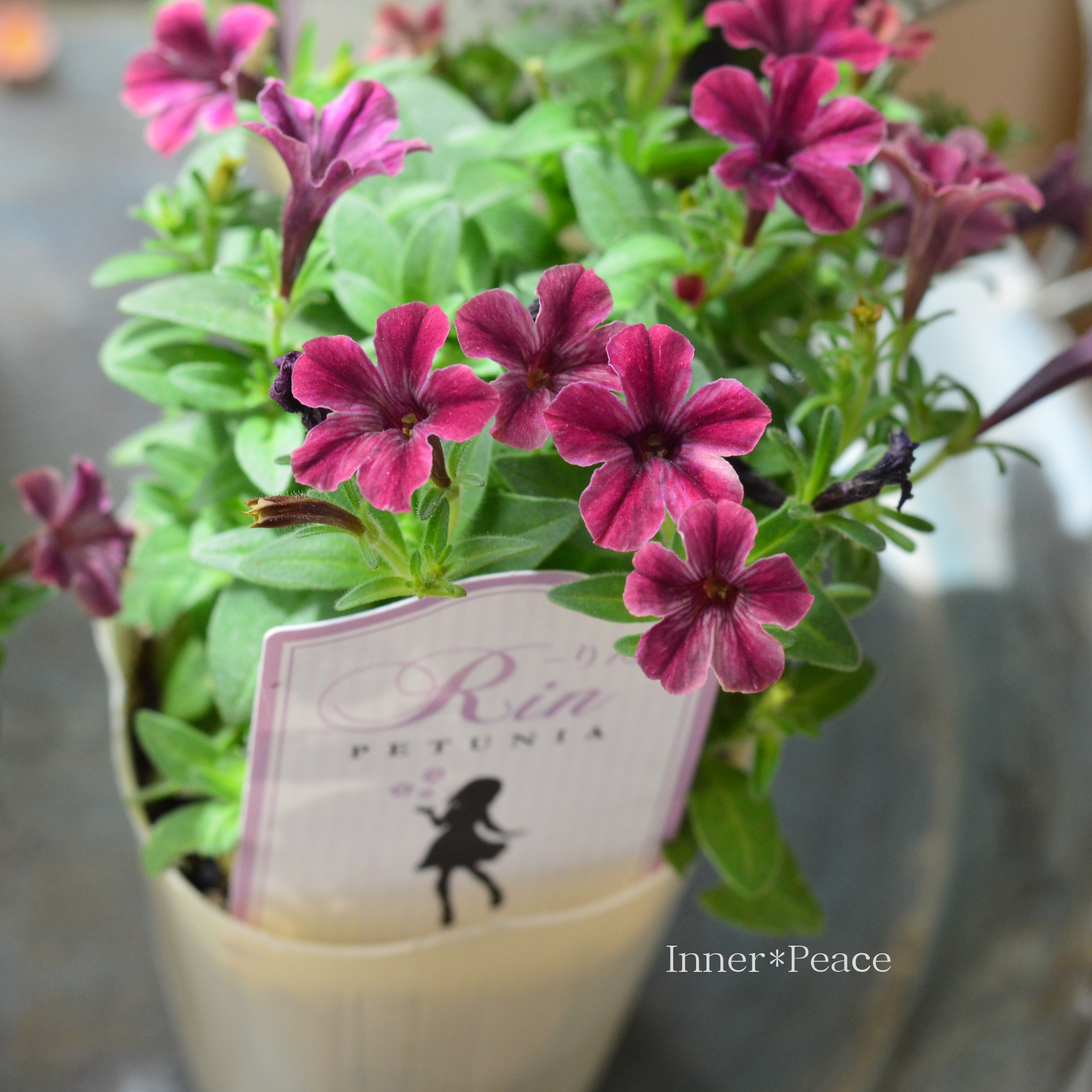 【おしゃれ】 ペチュニア 『りん B』 2.5寸ロングPOT