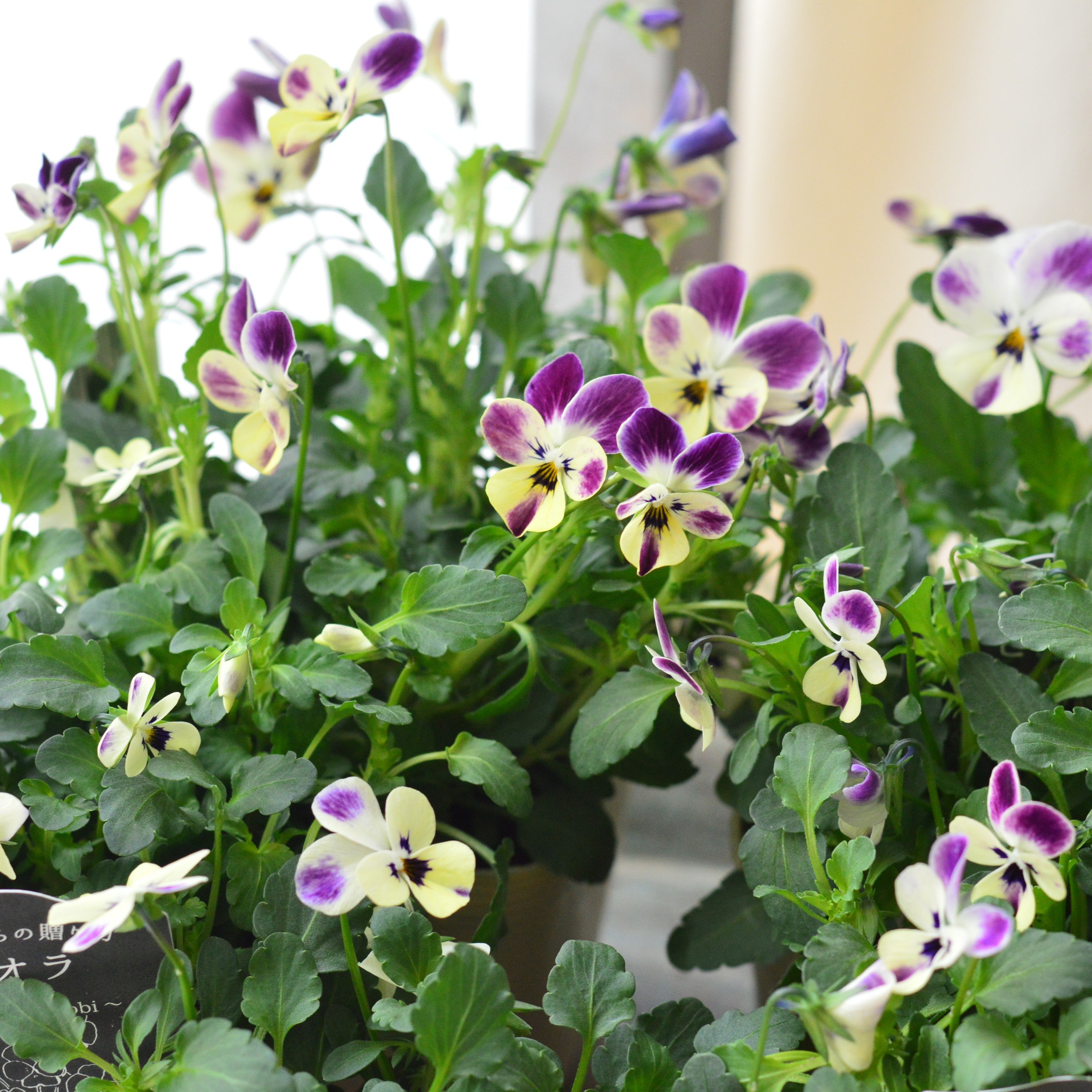 【VEGIHANA FARMさん】 ビオラ 『一期一会・Nouka no asobi・B』 3.5寸POT