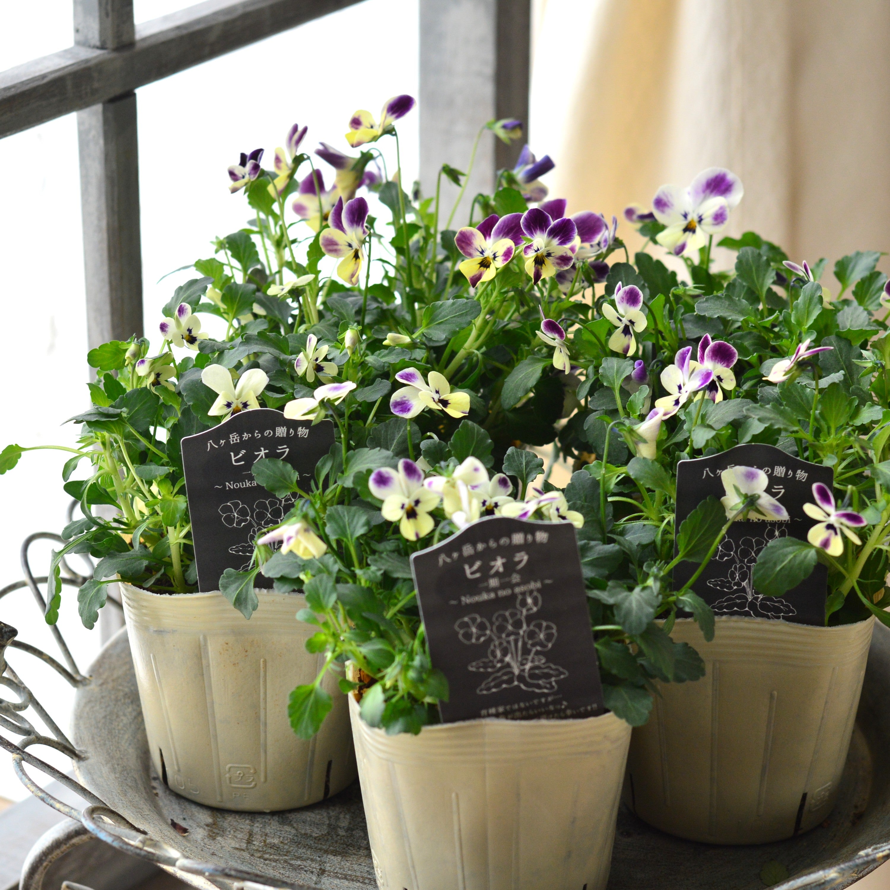 【VEGIHANA FARMさん】 ビオラ 『一期一会・Nouka no asobi・B』 3.5寸POT