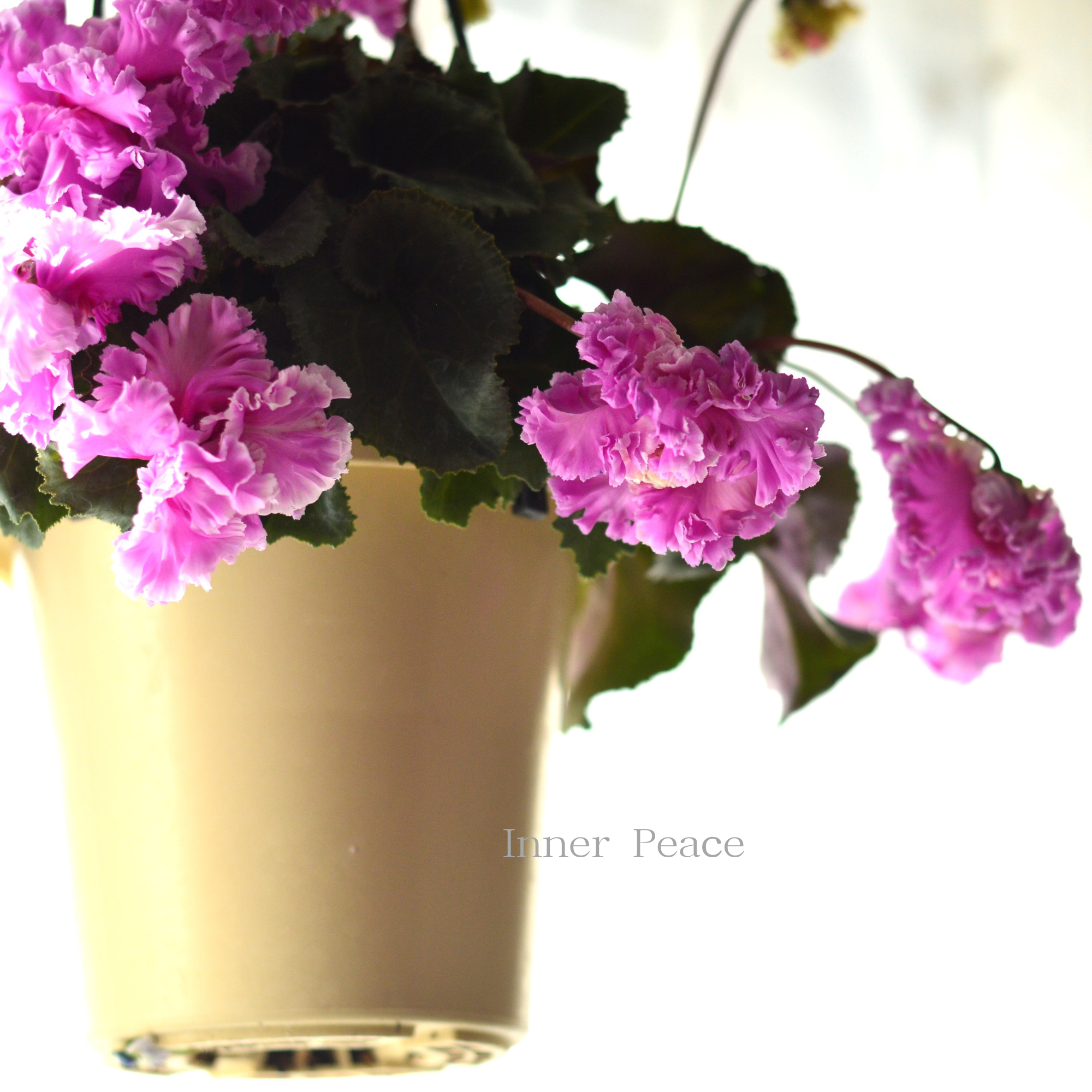 【見上げて楽しむ】 シクラメン 『FLOW~er~フローエル・B』 5号鉢