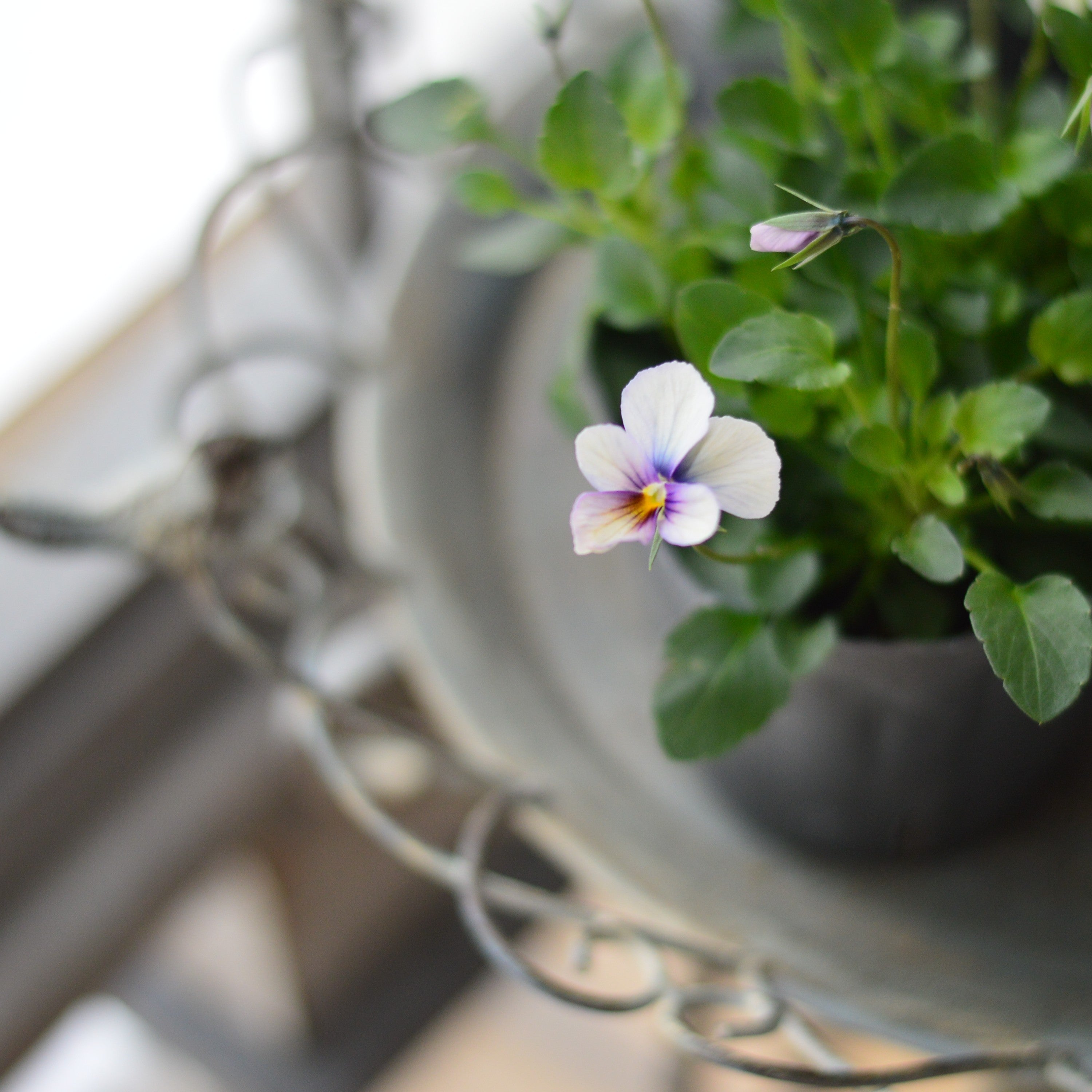 【うえたさん育種】 ビオラ 『パピヨンワールド・B』 3.5寸POT