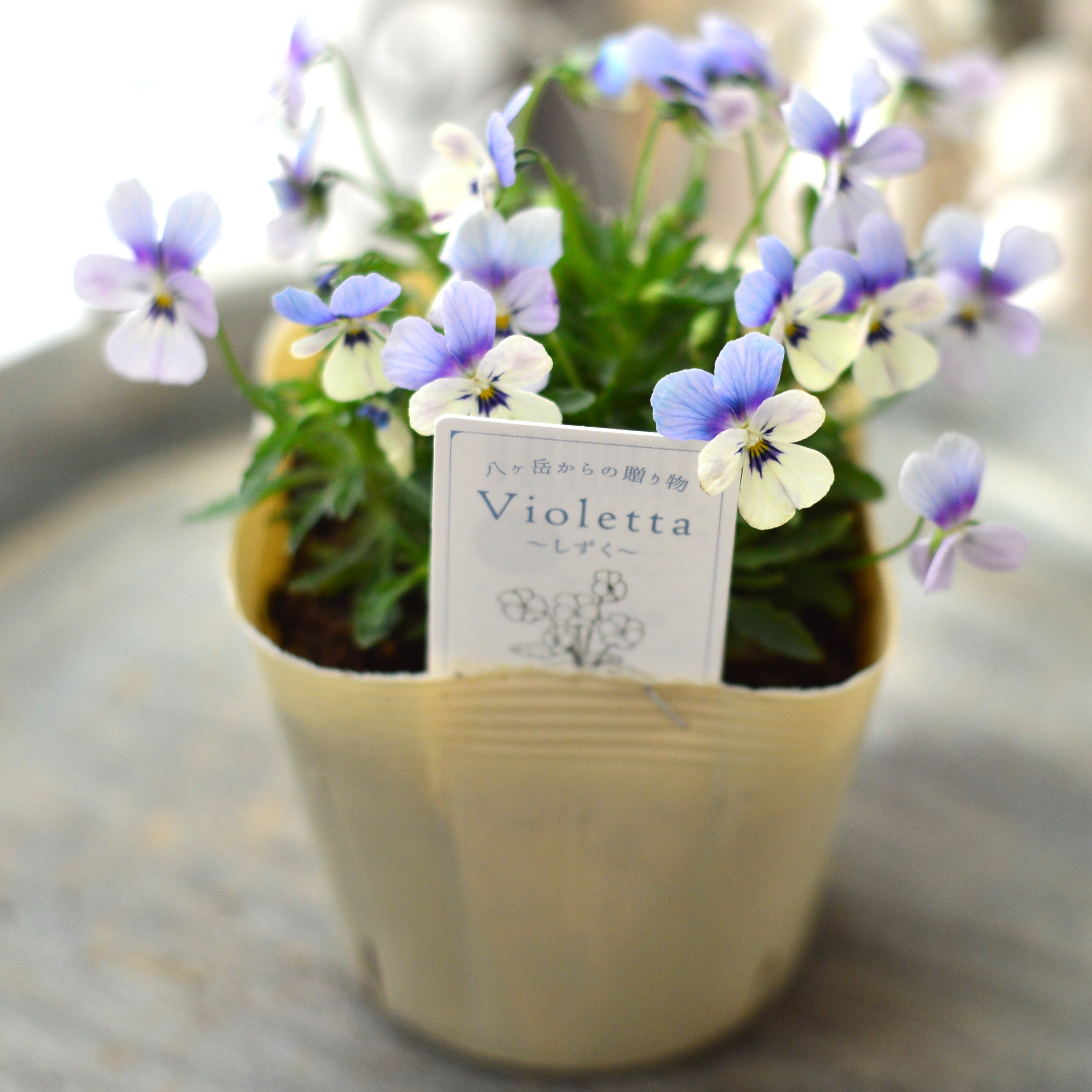 【VEGIHANA FARMさん】 小輪ビオラ 『ビオレッタ・しずく B』 3.5寸POT