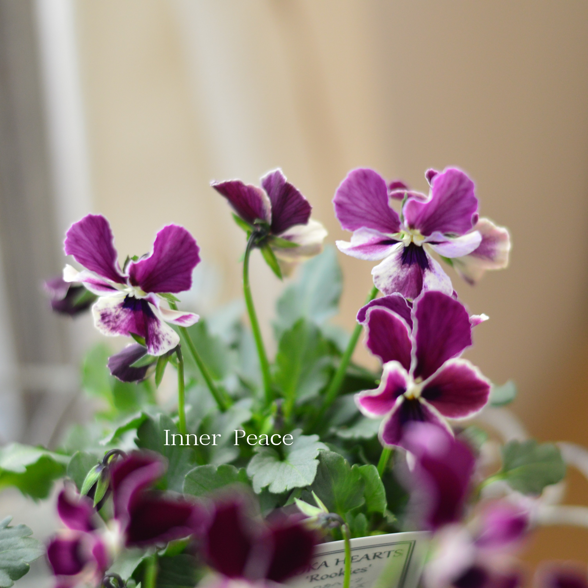 【美しい】 ビオラ ロカハーツ 『ルーキーズ・C』 3.5寸POT