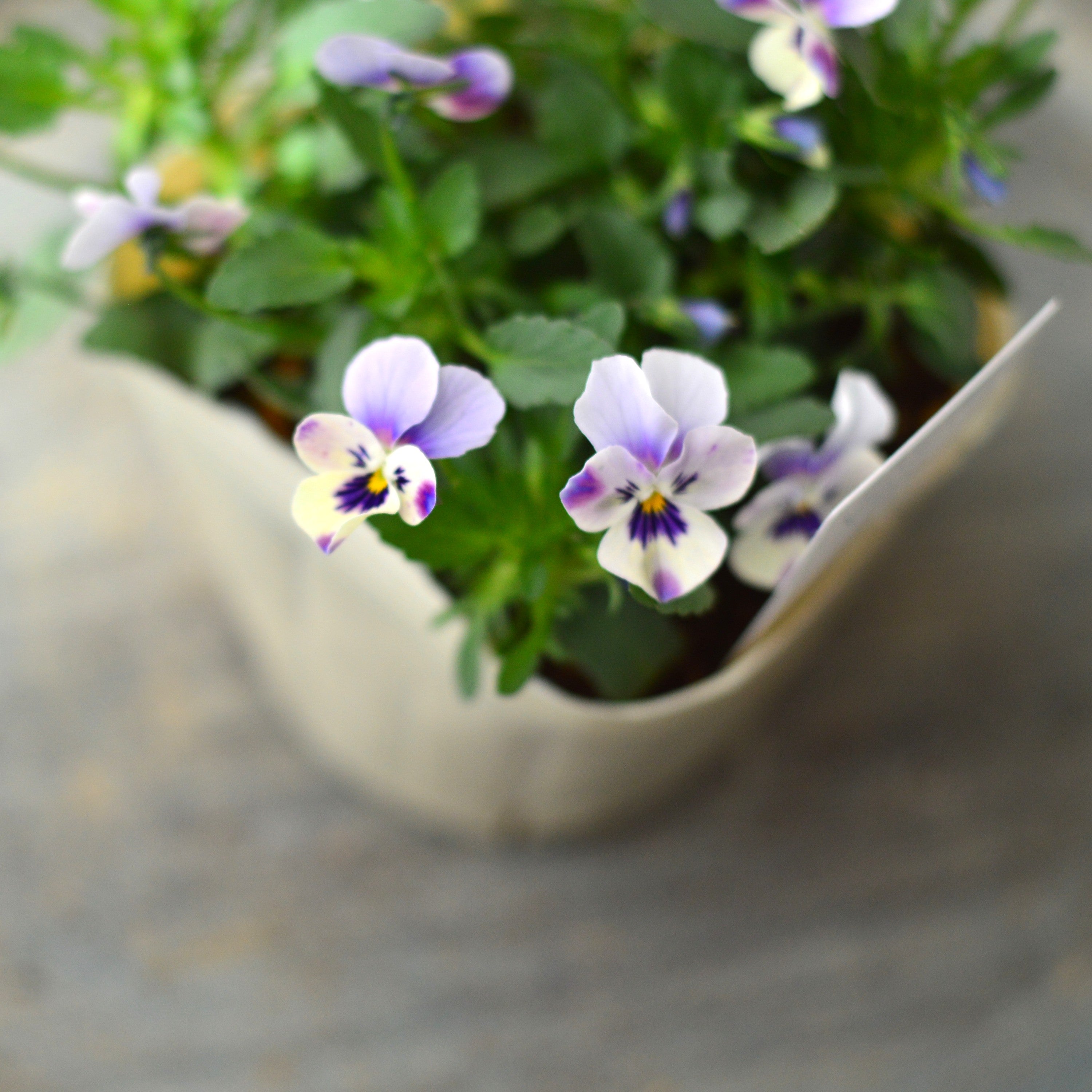【VEGIHANA FARMさん】 小輪ビオラ 『ビオレッタ・しずく C』 3.5寸POT
