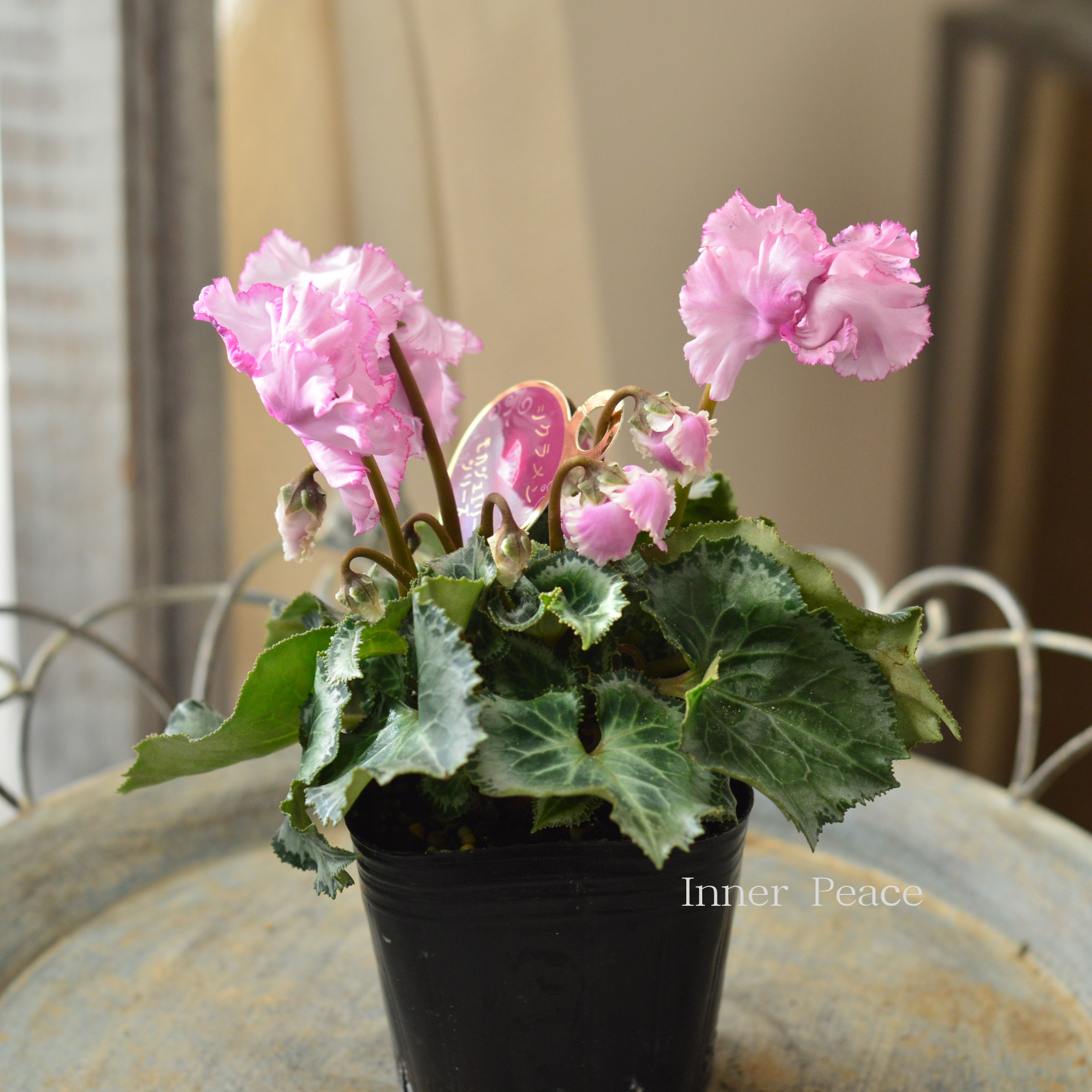 【麻野間園芸さん】 ミニシクラメン 『モカジュエリー・Cタイプ』 3寸POT