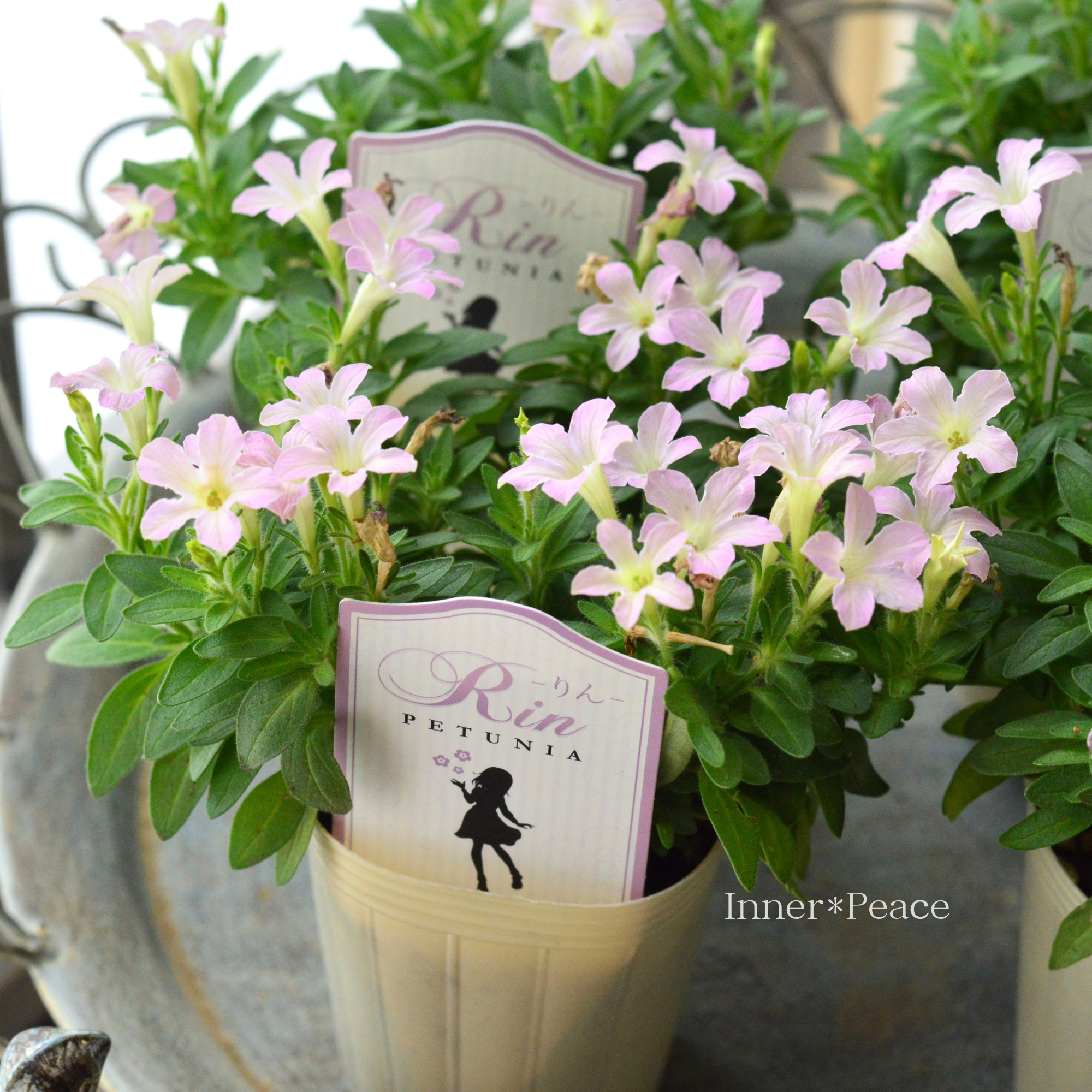 【おしゃれ】 ペチュニア 『りん C』 2.5寸ロングPOT