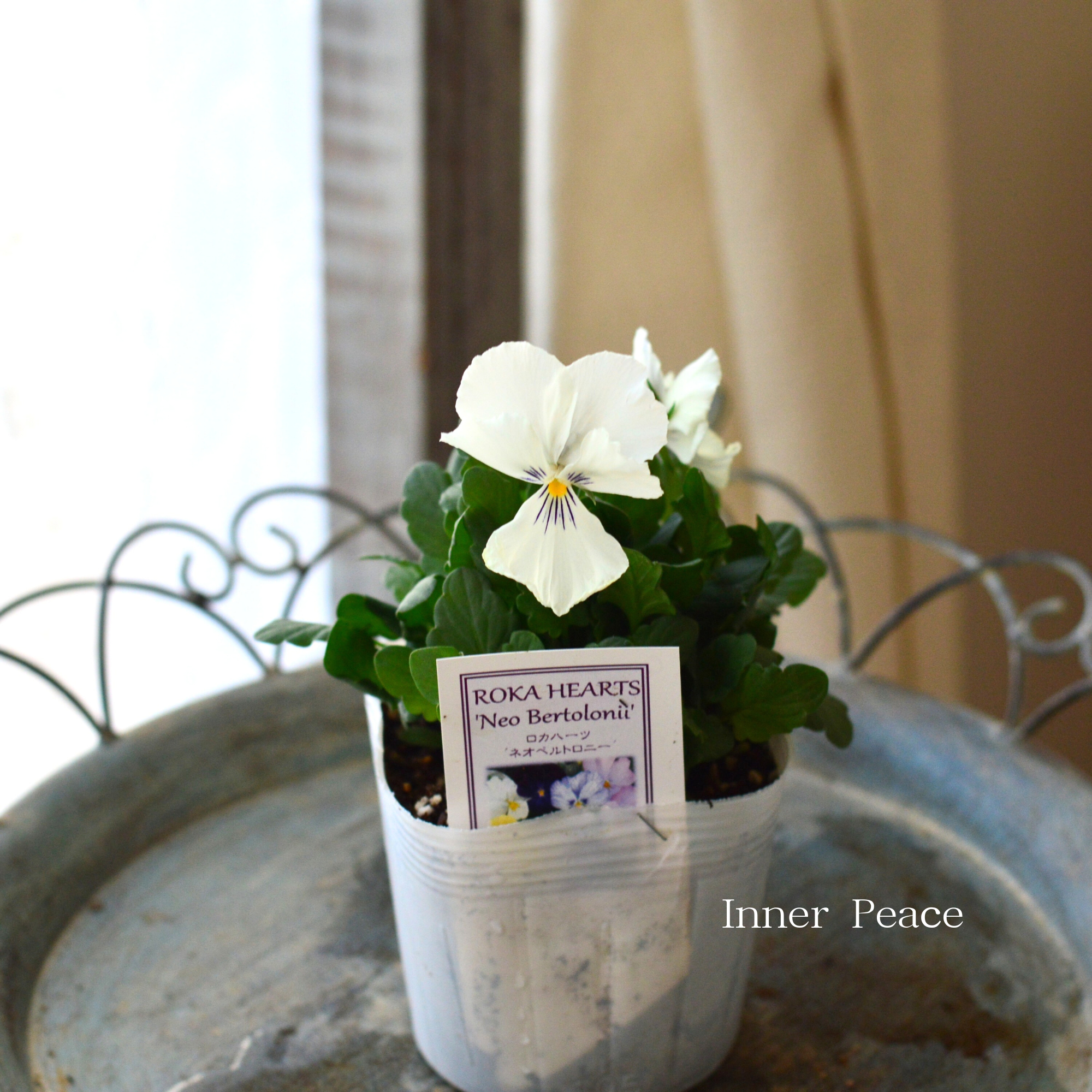 【美しい】 ビオラ ロカハーツ 『ネオベルトロニー・C』 3.5寸POT