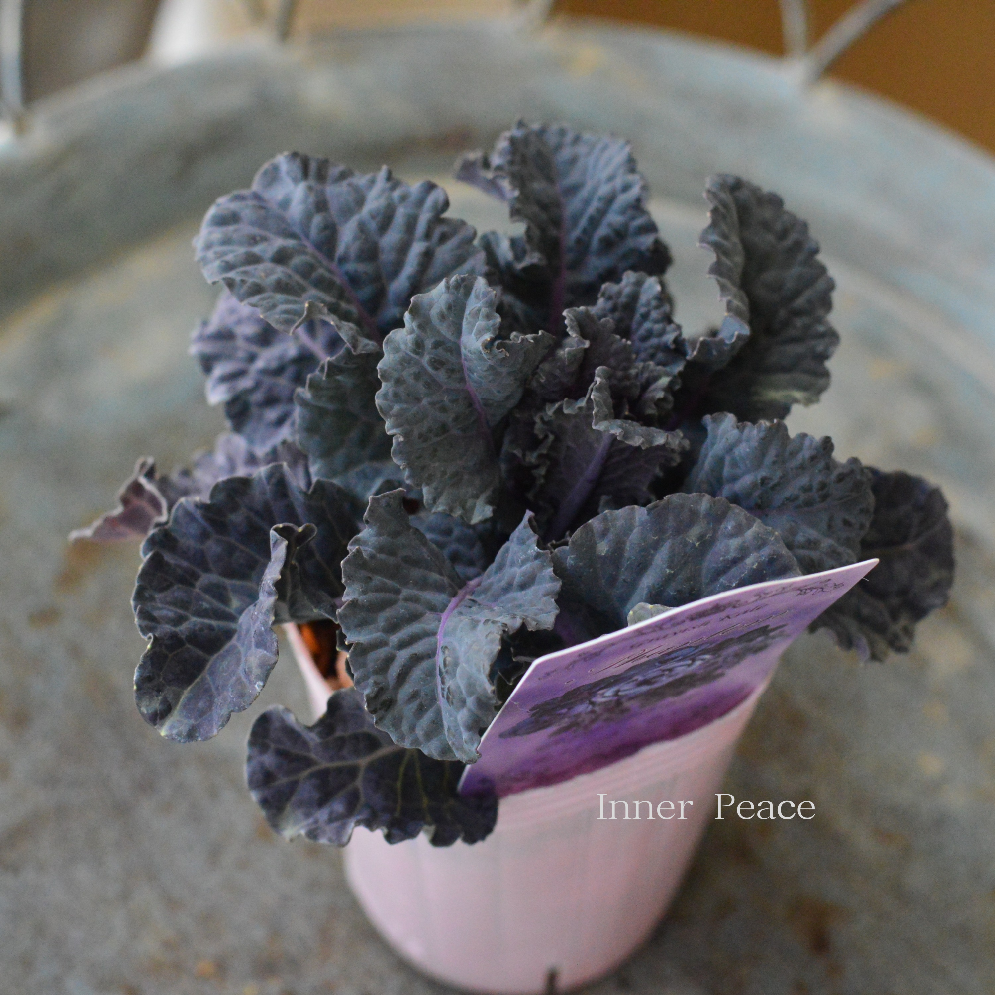 【k-plantsさん】 グレイッシュケール 『ファントム・C』 2寸POT