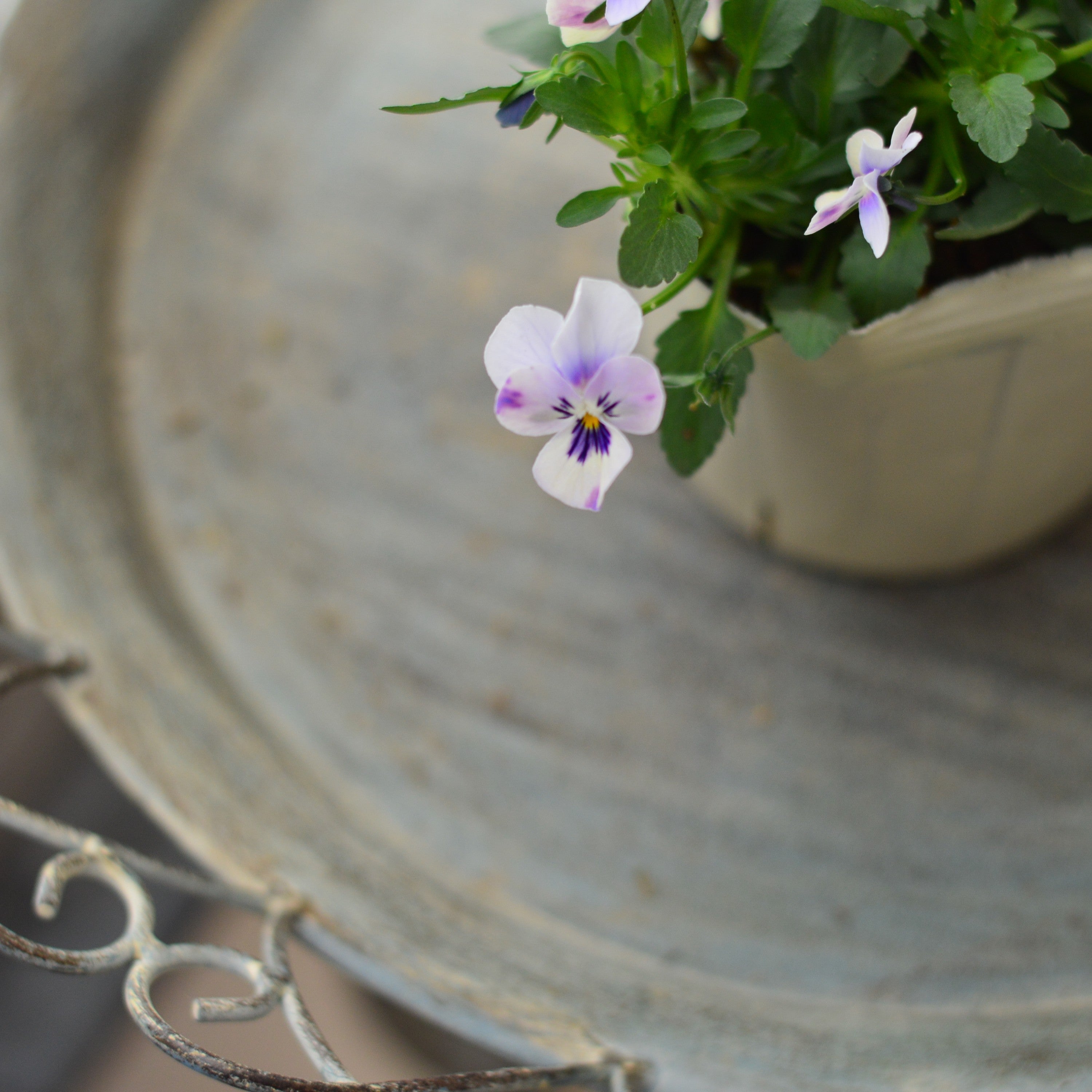 【VEGIHANA FARMさん】 小輪ビオラ 『ビオレッタ・しずく C』 3.5寸POT