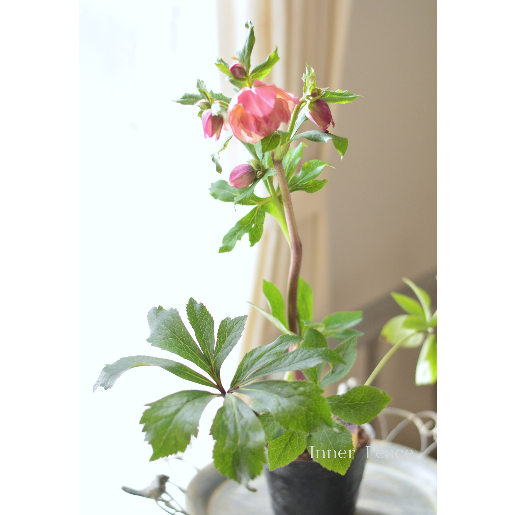 【杉光園芸さん】 クリスマスローズ 『多弁タイプ・C』 4号POT