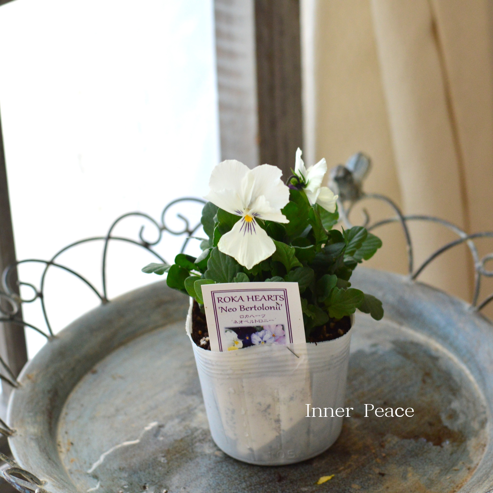 【美しい】 ビオラ ロカハーツ 『ネオベルトロニー・C』 3.5寸POT