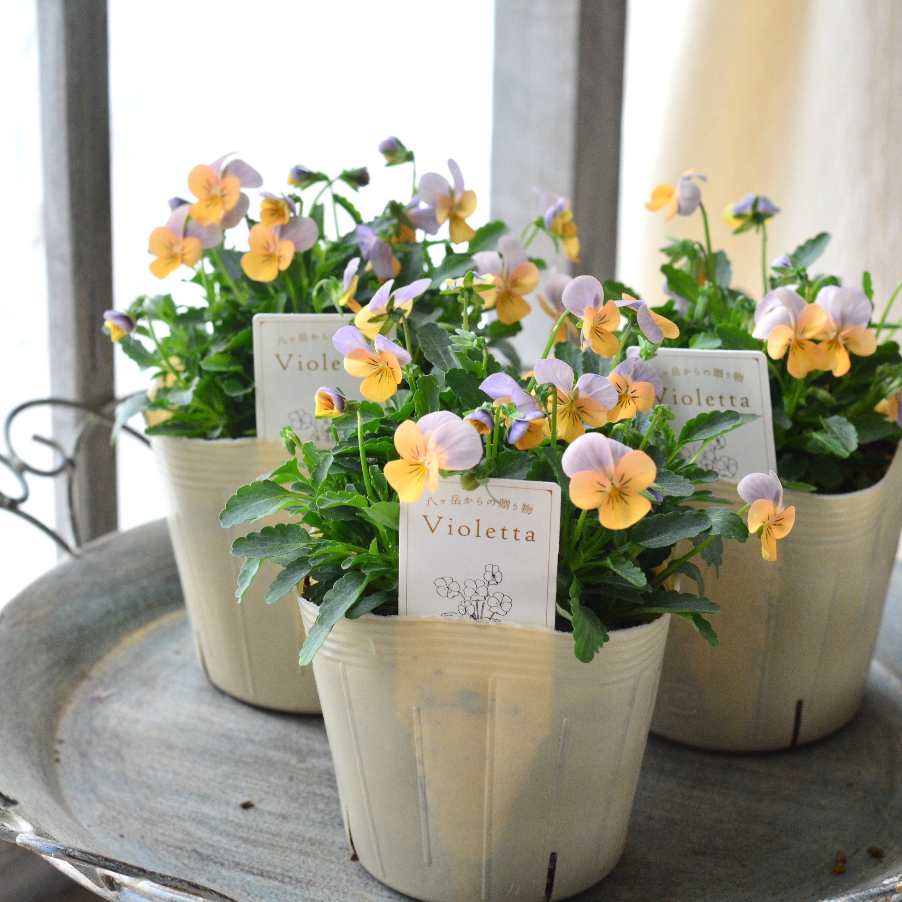 【かわいい】 小輪ビオラ 『ビオレッタ・D』 3.5寸POT