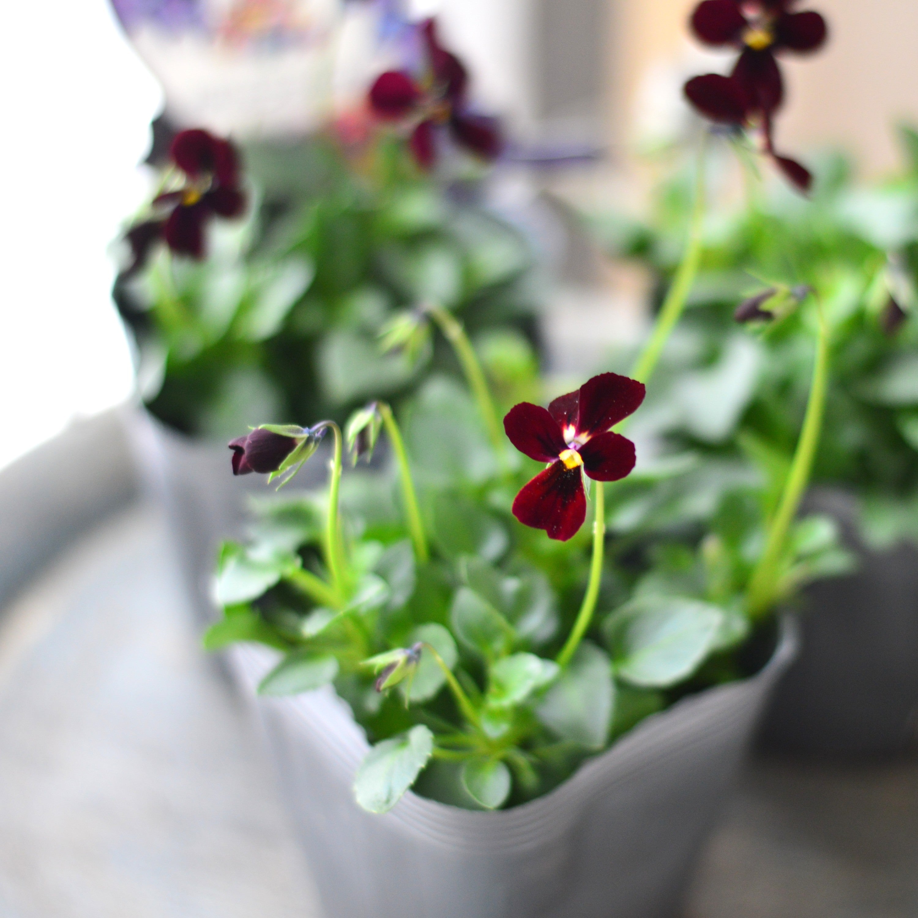 【うえたさん育種】 ビオラ 『パピヨンワールド・C』 3.5寸POT