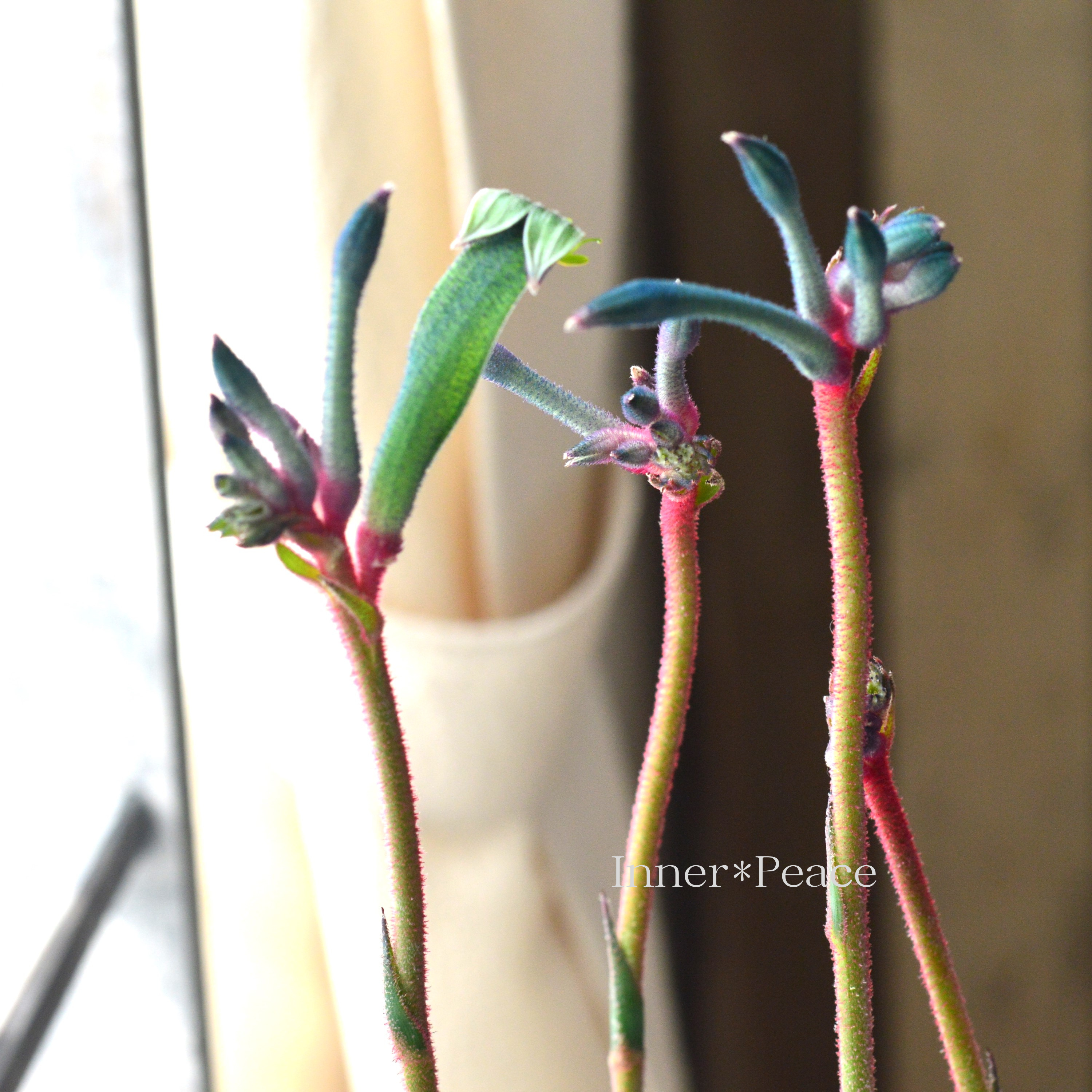 【個性的】 カンガルーポウ 『セレブ・ファイアワークス』 3.5寸ロングPOT