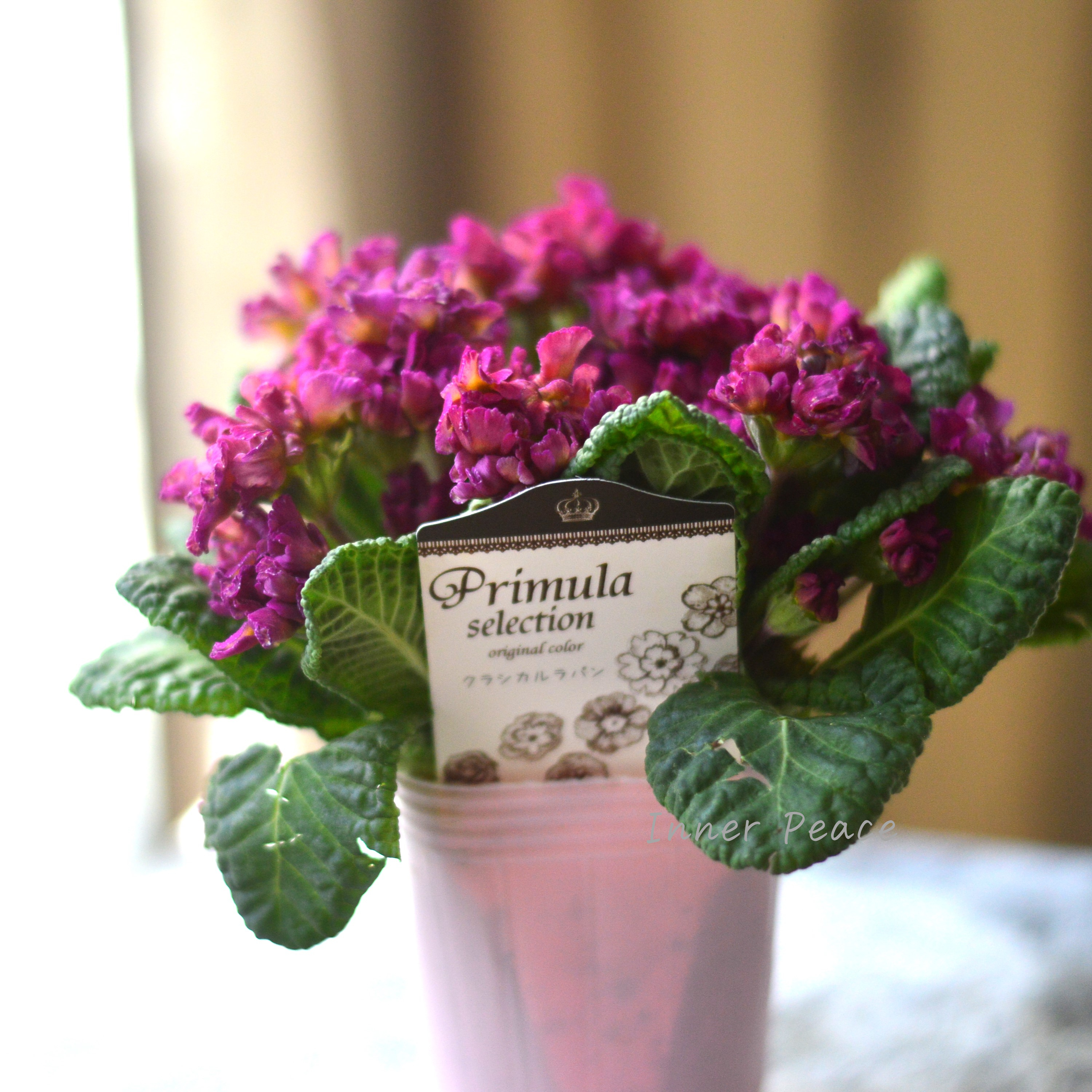 【k-plantsさん】 フリンジ咲き プリムラ 『クラシカルラパン・C』 2.5寸ロングPOT