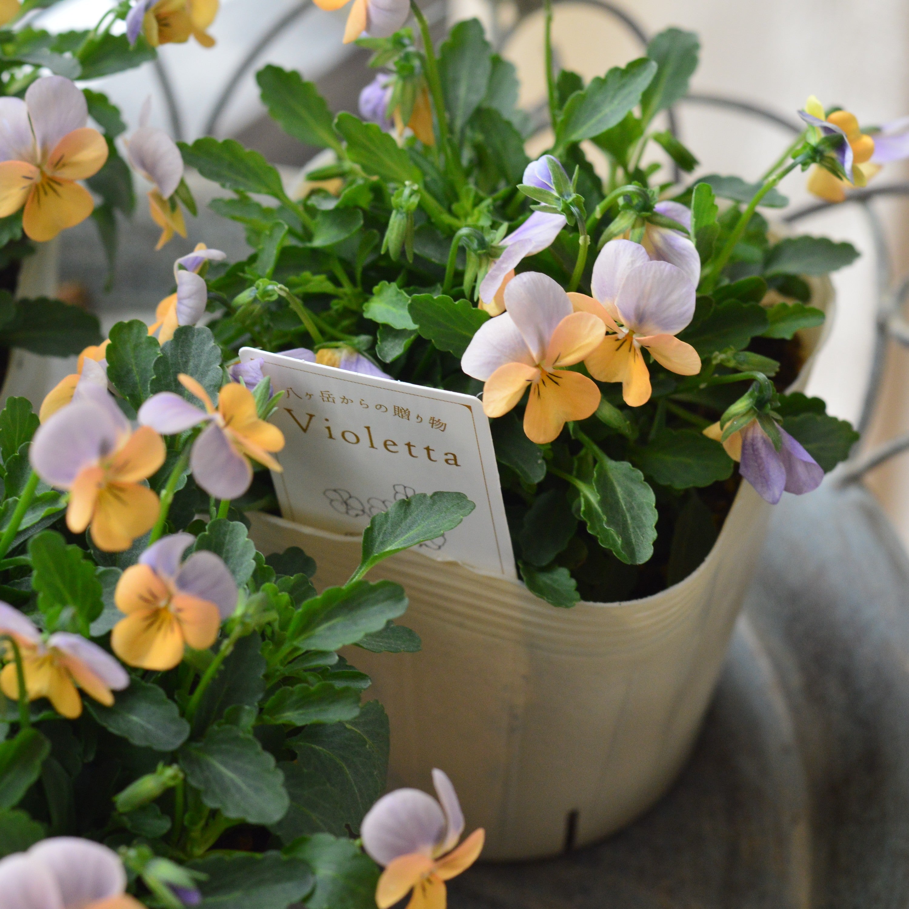 【かわいい】 小輪ビオラ 『ビオレッタ・D』 3.5寸POT