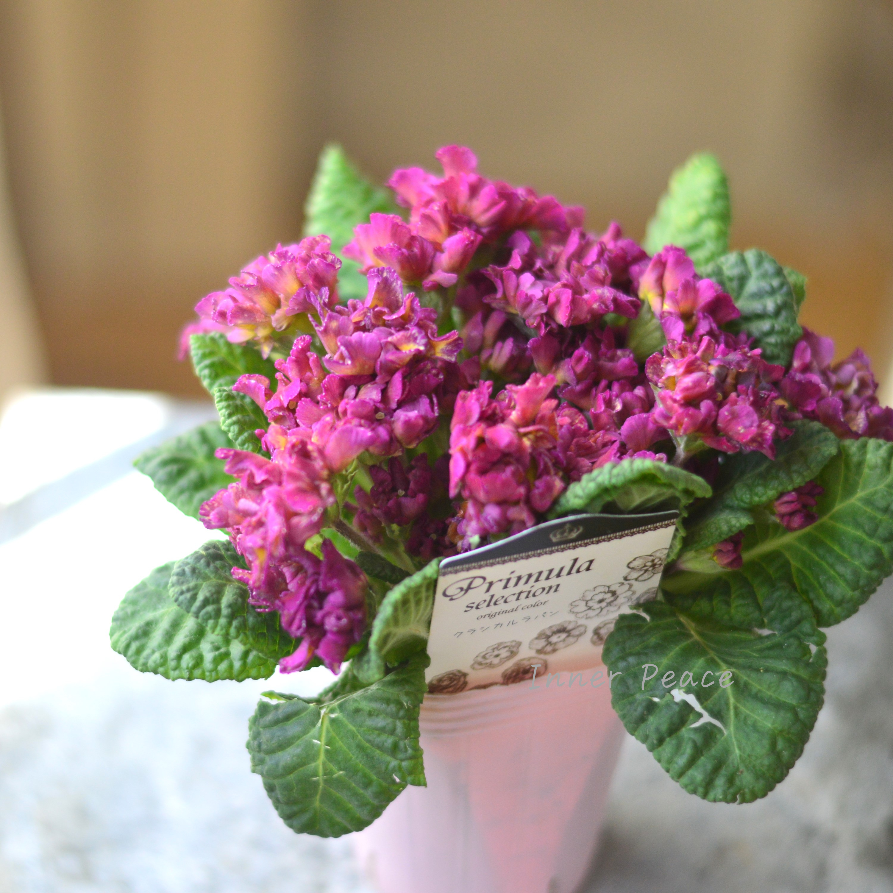 【k-plantsさん】 フリンジ咲き プリムラ 『クラシカルラパン・C』 2.5寸ロングPOT