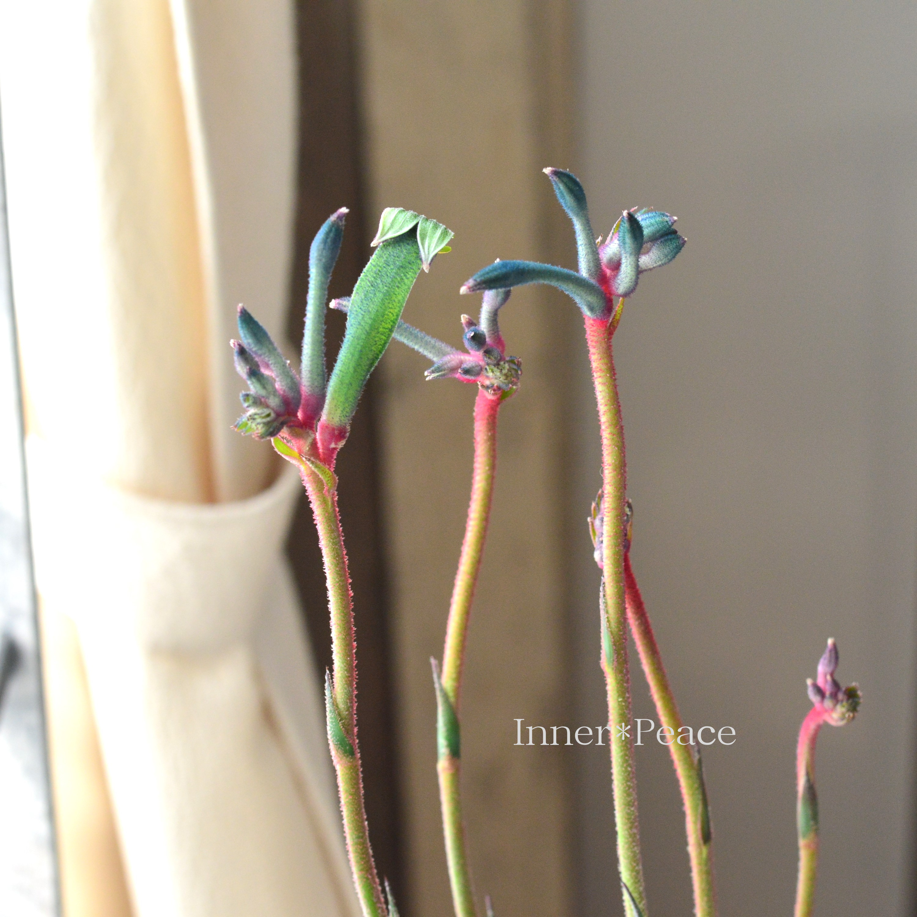 【個性的】 カンガルーポウ 『セレブ・ファイアワークス』 3.5寸ロングPOT