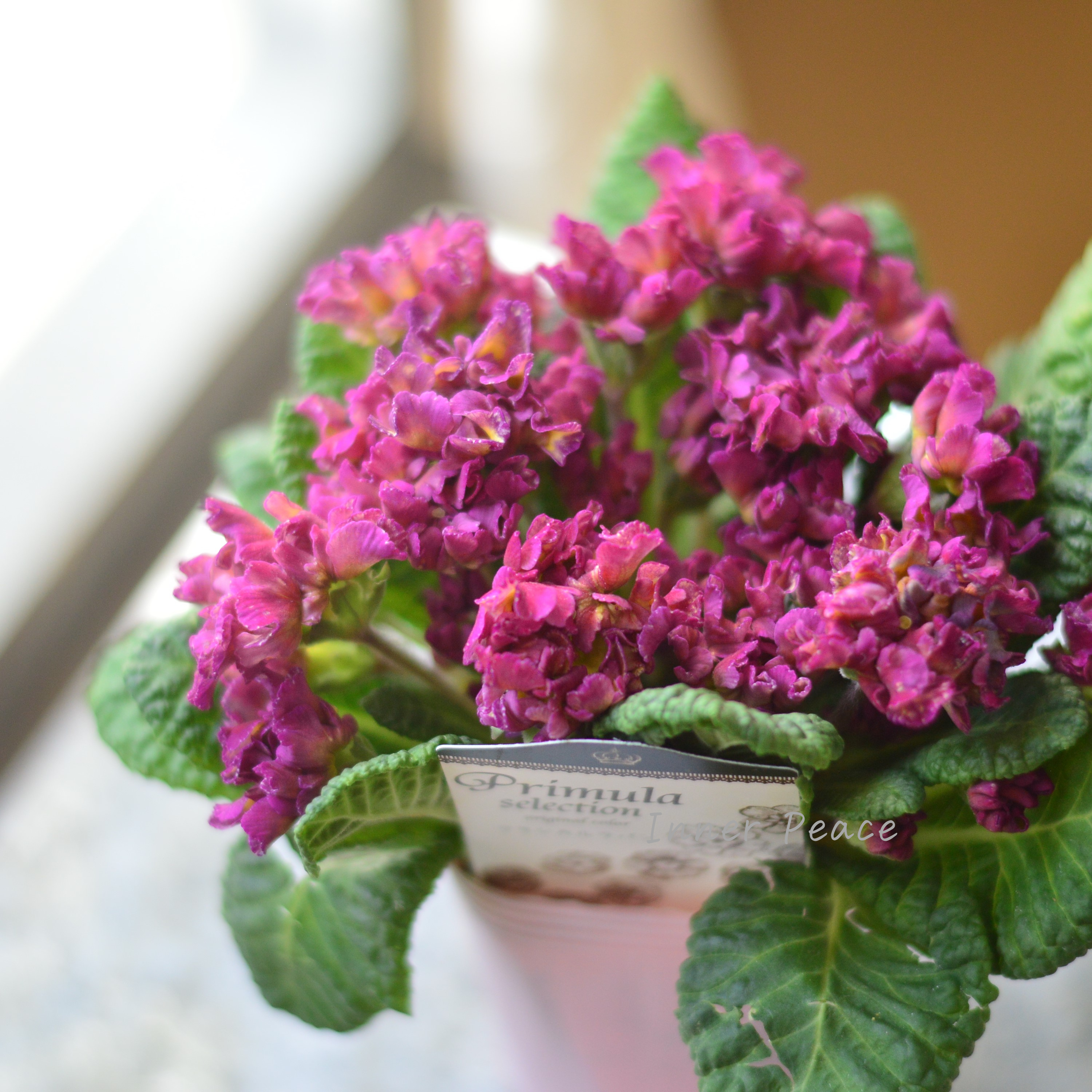 【k-plantsさん】 フリンジ咲き プリムラ 『クラシカルラパン・C』 2.5寸ロングPOT