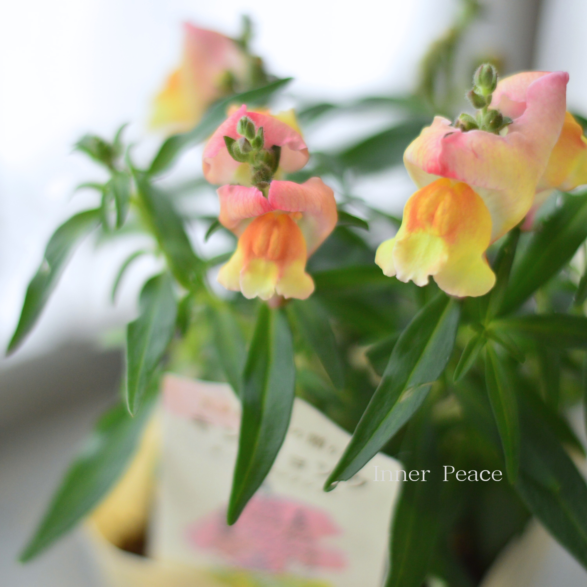 【かわいい】 キンギョソウ 『オータムセレクション C』 3.5寸POT