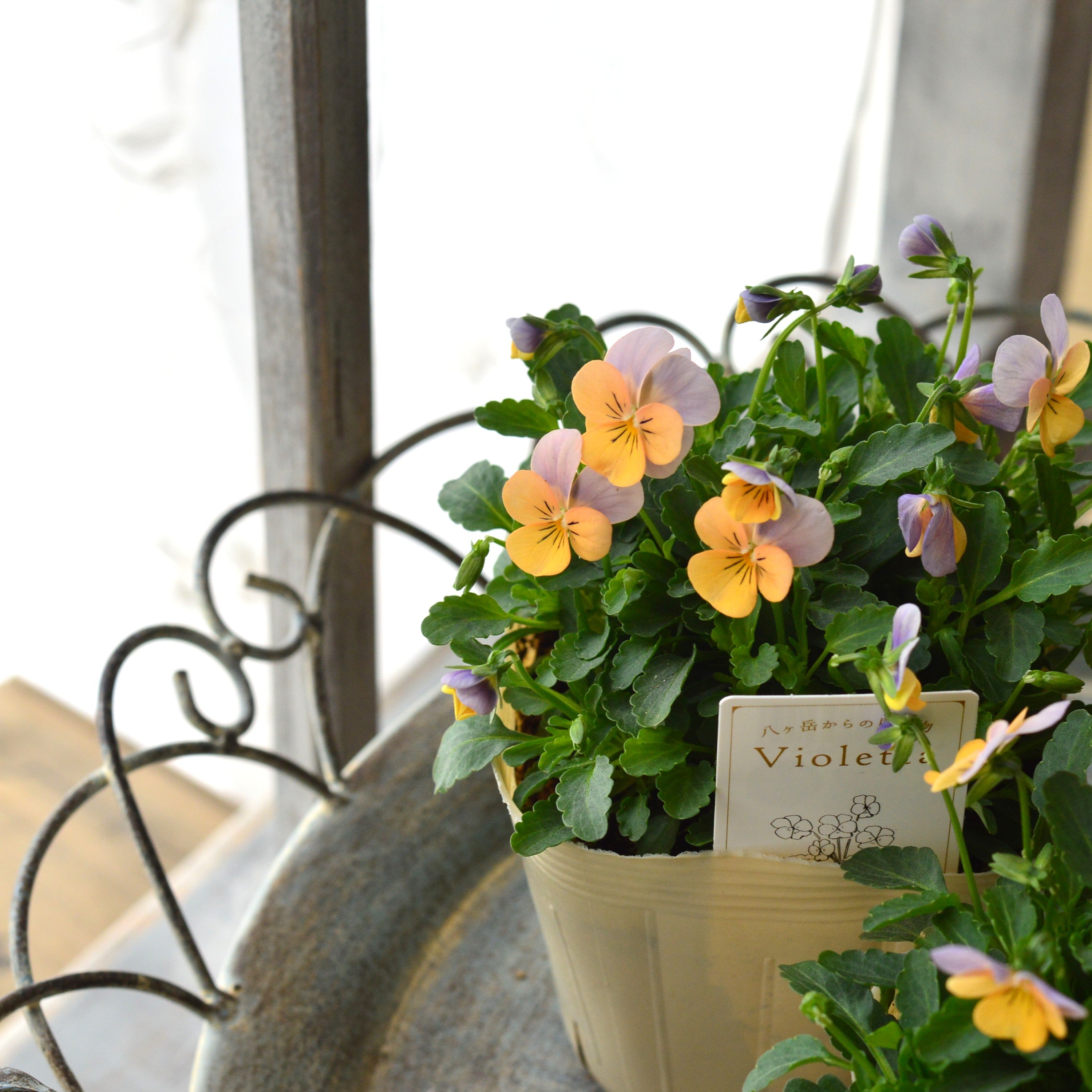 【かわいい】 小輪ビオラ 『ビオレッタ・D』 3.5寸POT