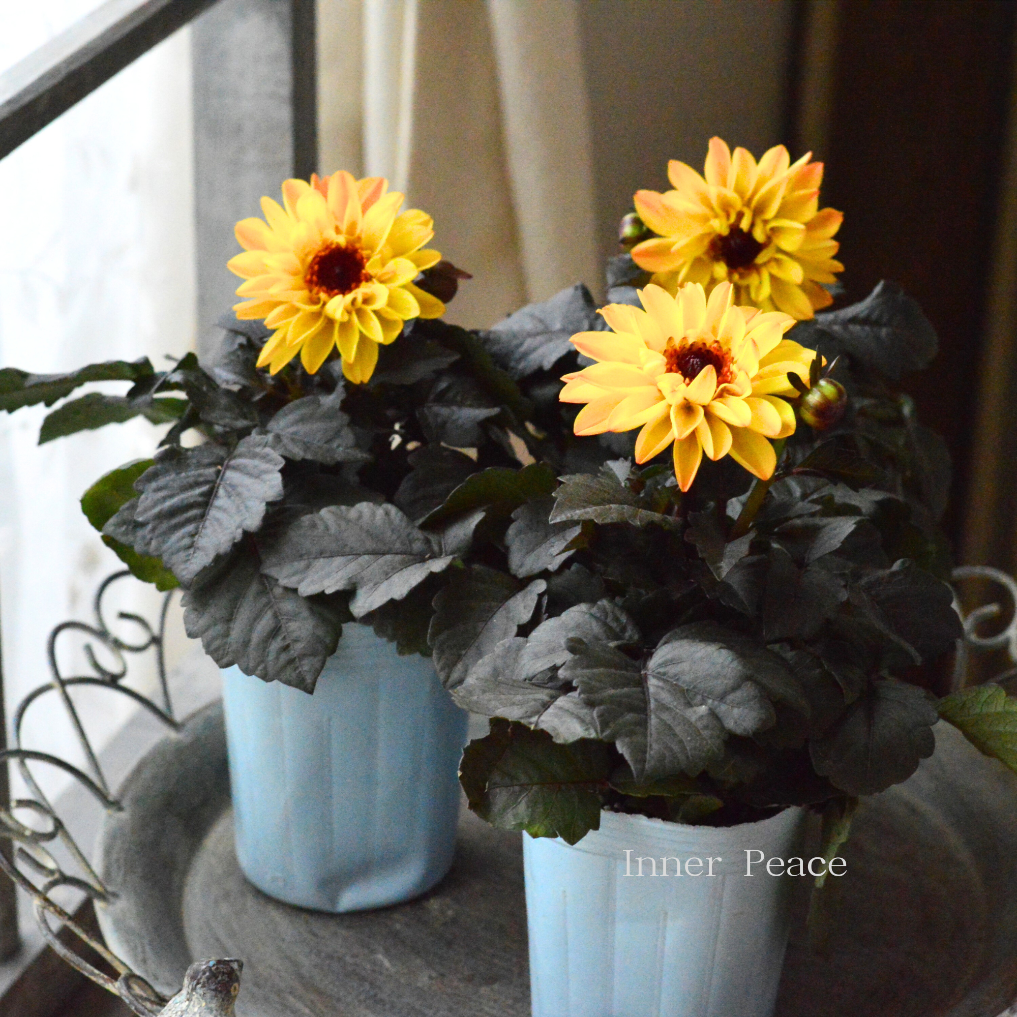 【美しい】 ダリア・テンプテーション 『イエロー』 3寸ロングPOT