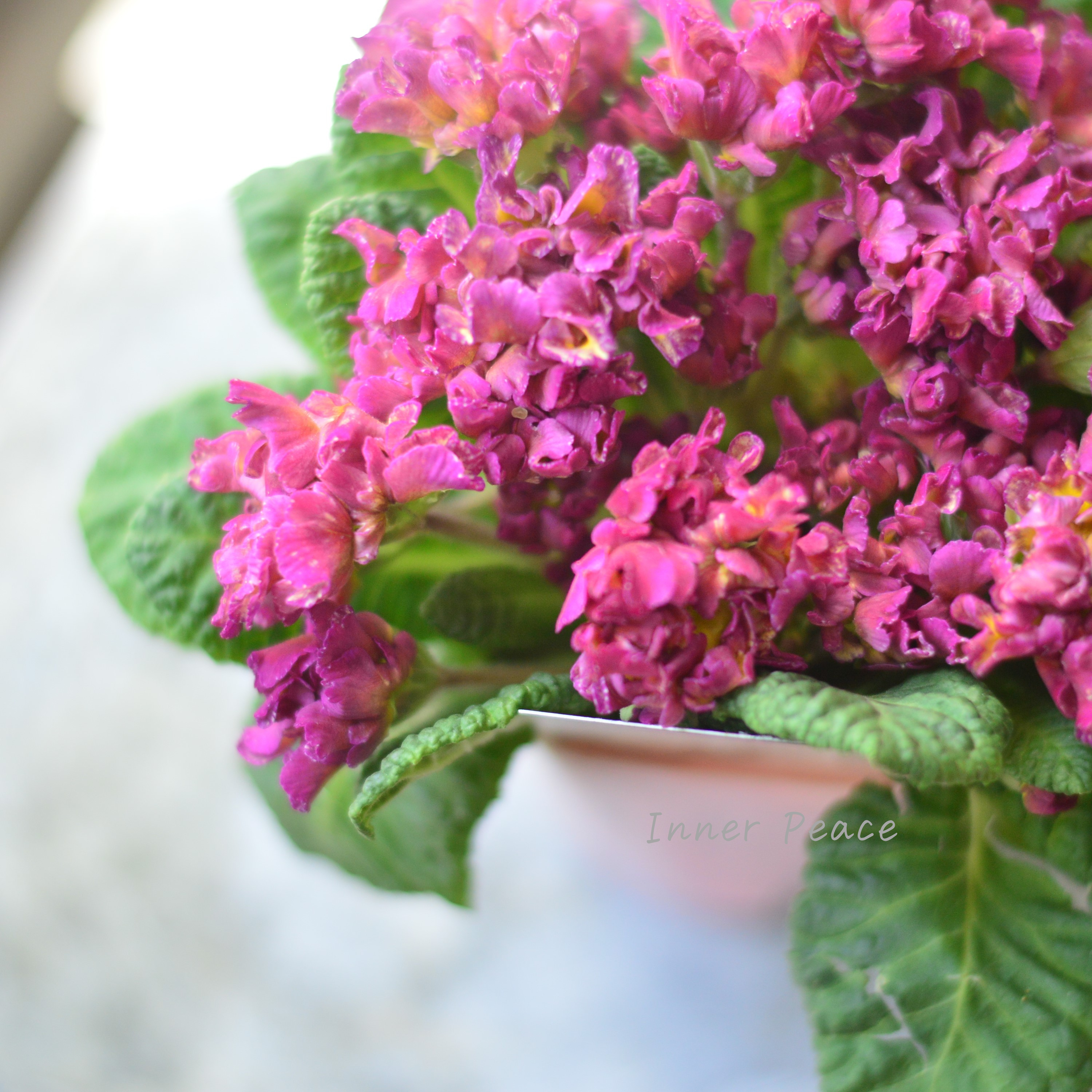 【k-plantsさん】 フリンジ咲き プリムラ 『クラシカルラパン・C』 2.5寸ロングPOT