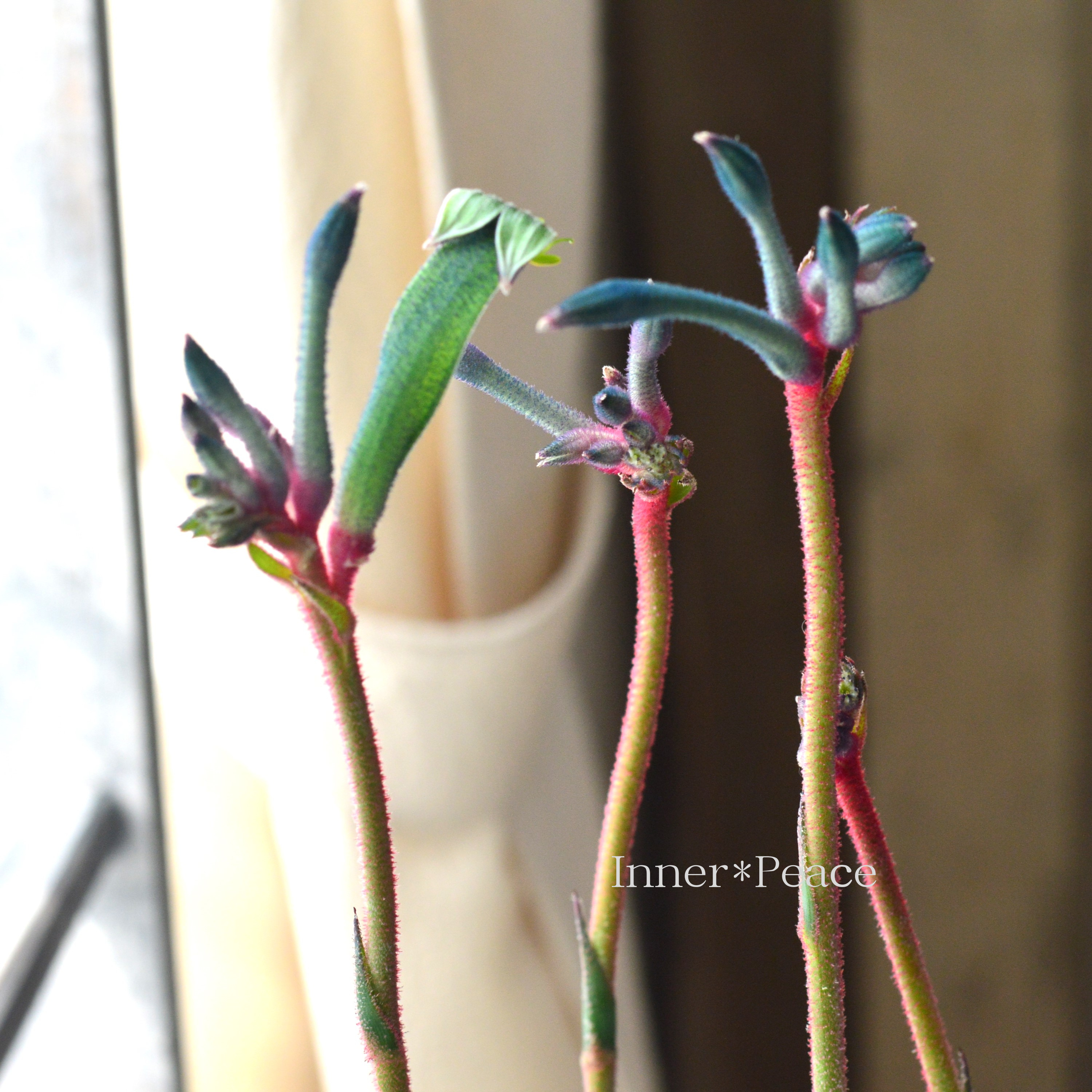 【個性的】 カンガルーポウ 『セレブ・ファイアワークス』 3.5寸ロングPOT