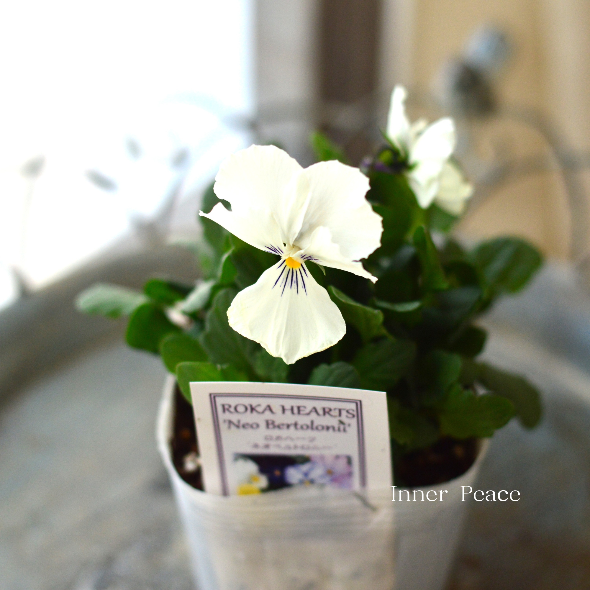 【美しい】 ビオラ ロカハーツ 『ネオベルトロニー・C』 3.5寸POT