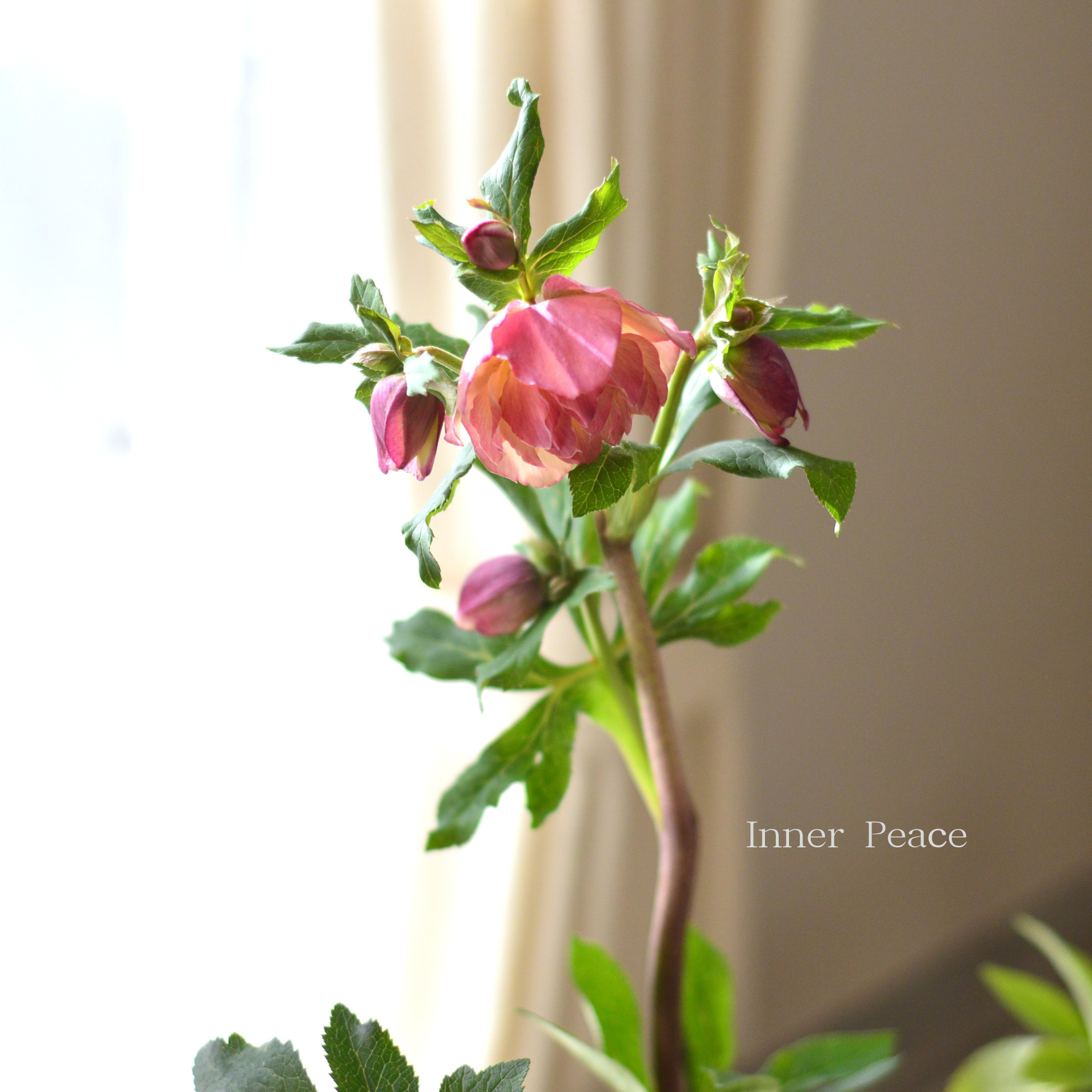 【杉光園芸さん】 クリスマスローズ 『多弁タイプ・C』 4号POT