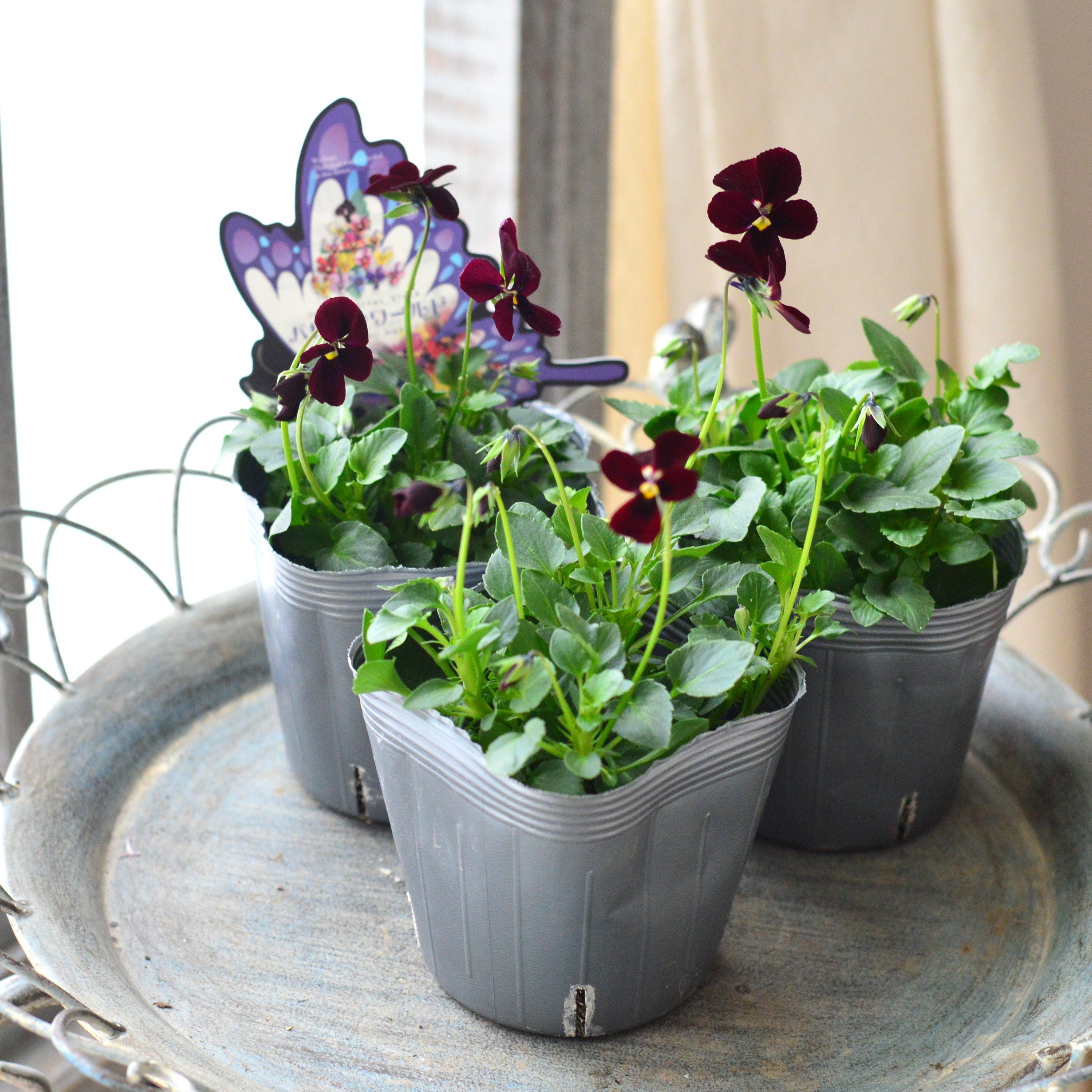 【うえたさん育種】 ビオラ 『パピヨンワールド・C』 3.5寸POT