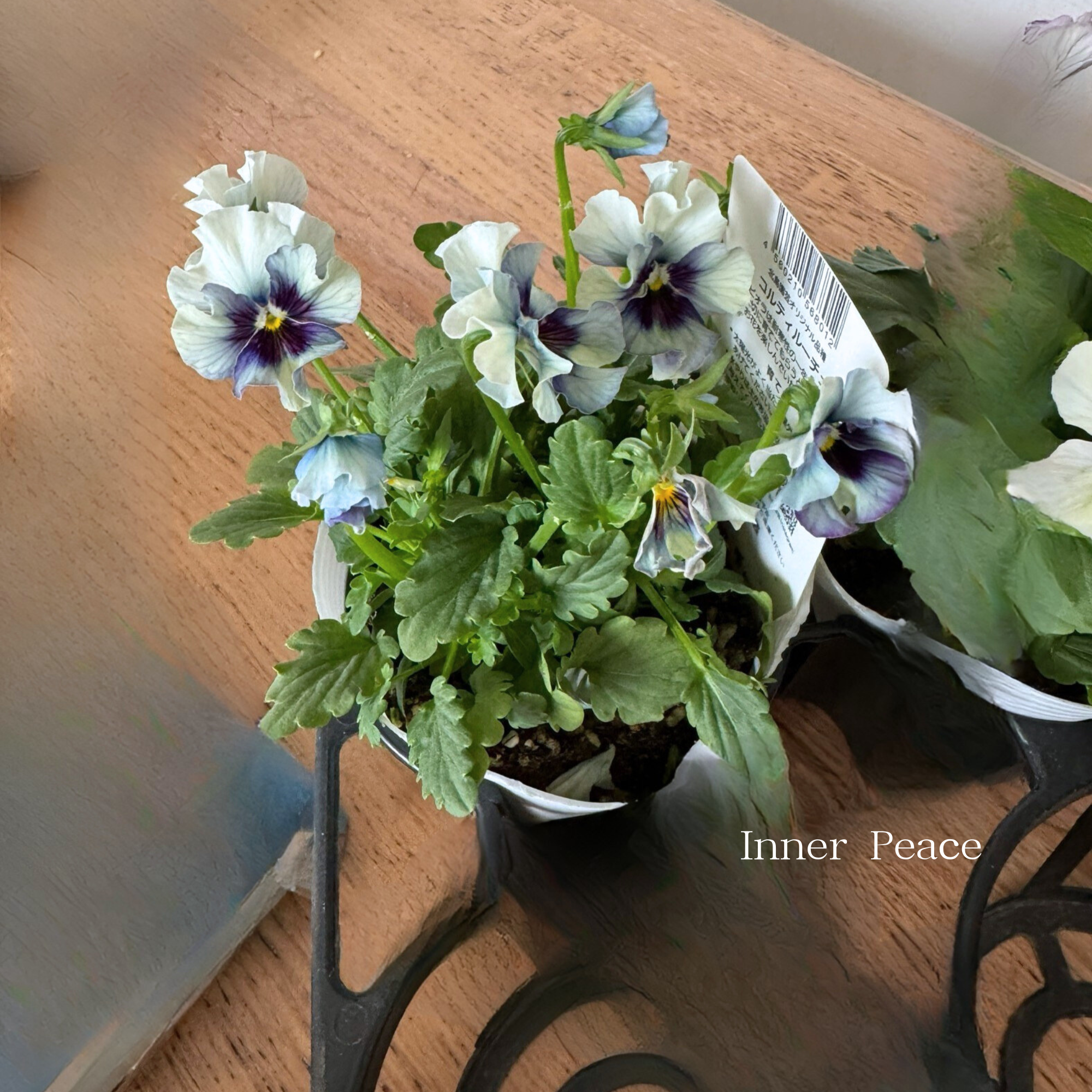 【Special】 北島園芸さんのビオラ 『コルティルーチェ・C』 3.5寸POT