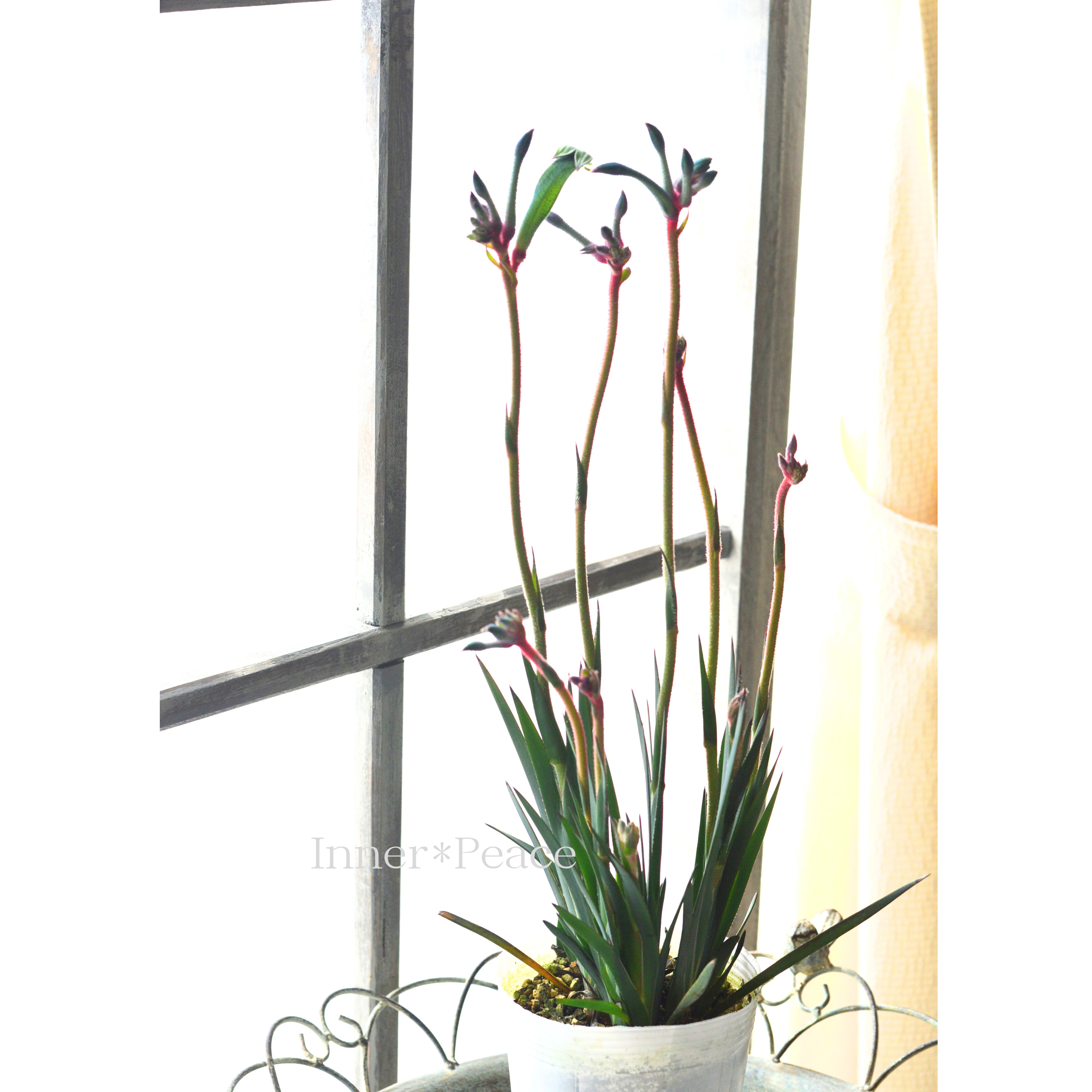 【個性的】 カンガルーポウ 『セレブ・ファイアワークス』 3.5寸ロングPOT