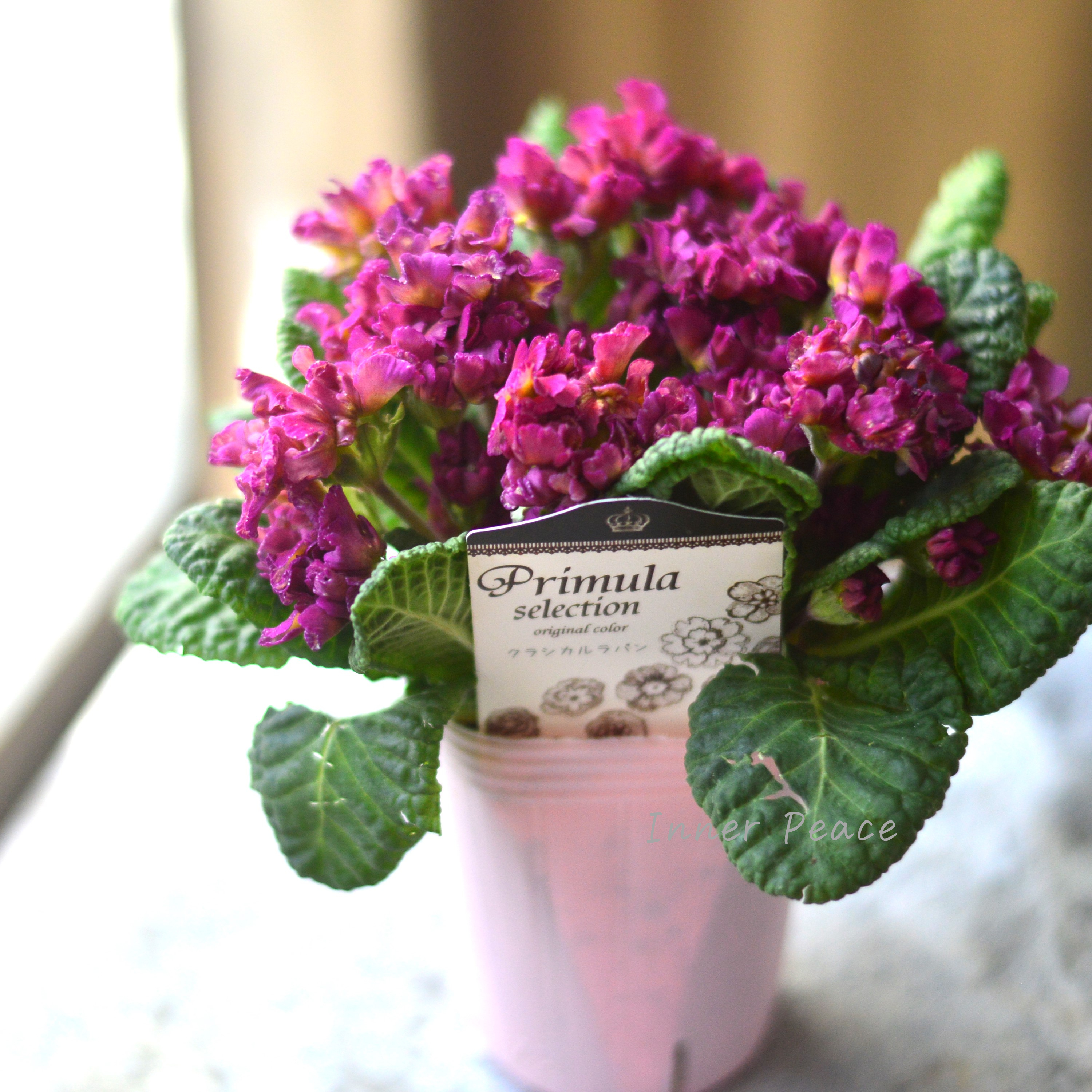 【k-plantsさん】 フリンジ咲き プリムラ 『クラシカルラパン・C』 2.5寸ロングPOT