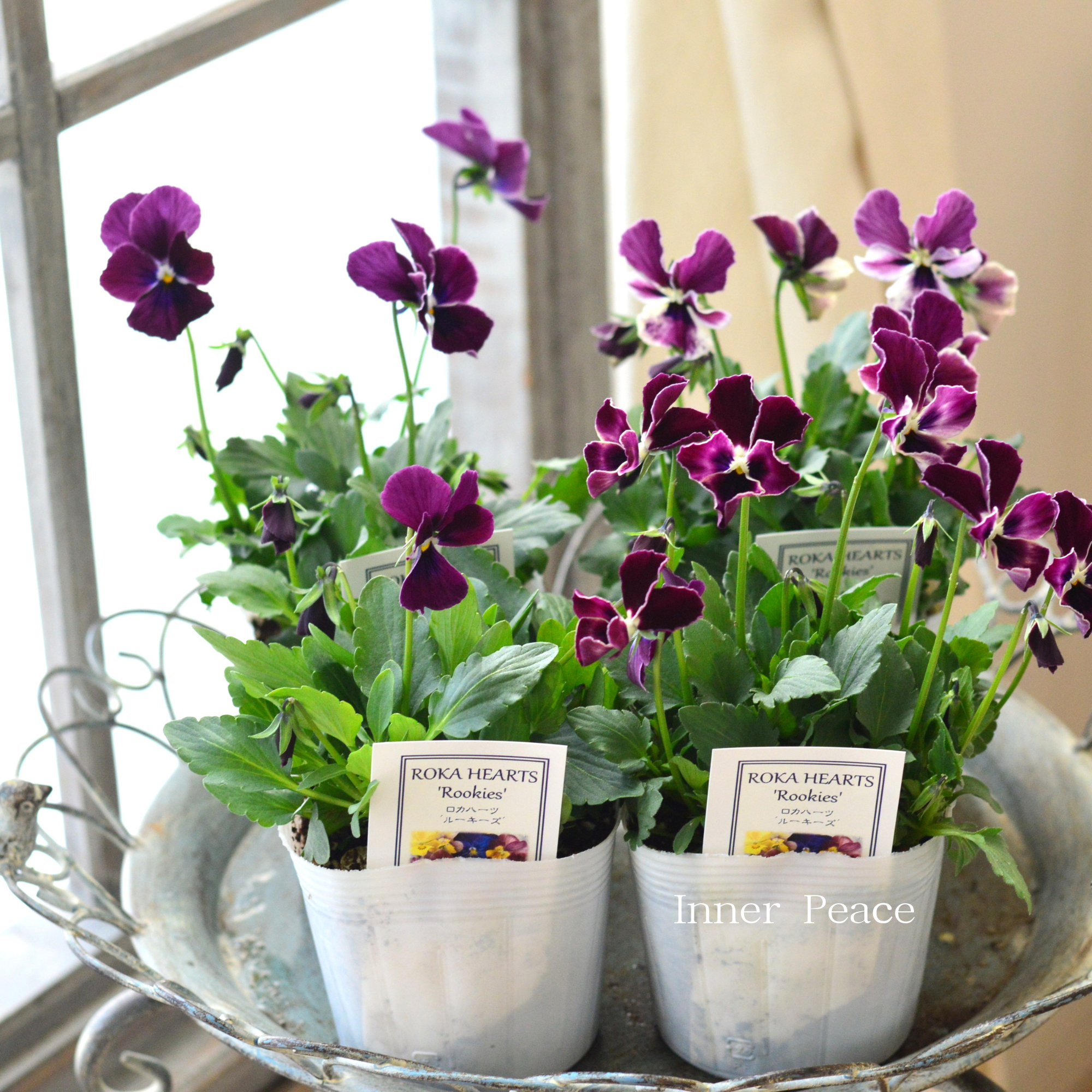 【美しい】 ビオラ ロカハーツ 『ルーキーズ・C』 3.5寸POT