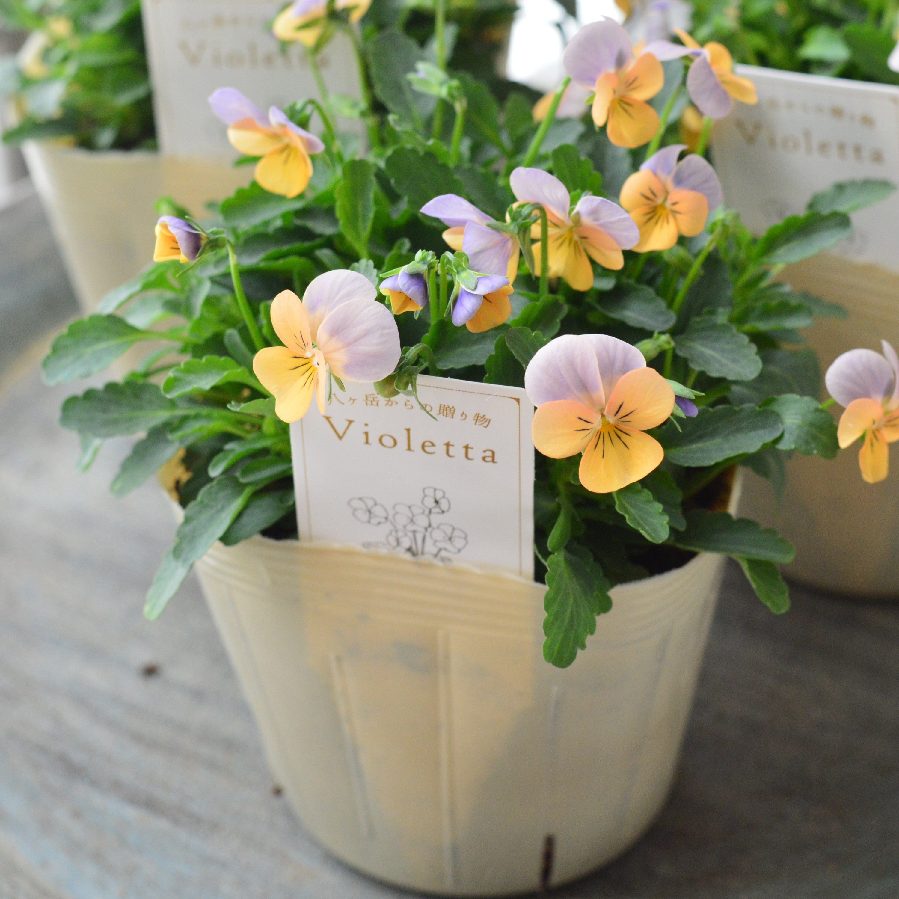 【かわいい】 小輪ビオラ 『ビオレッタ・D』 3.5寸POT