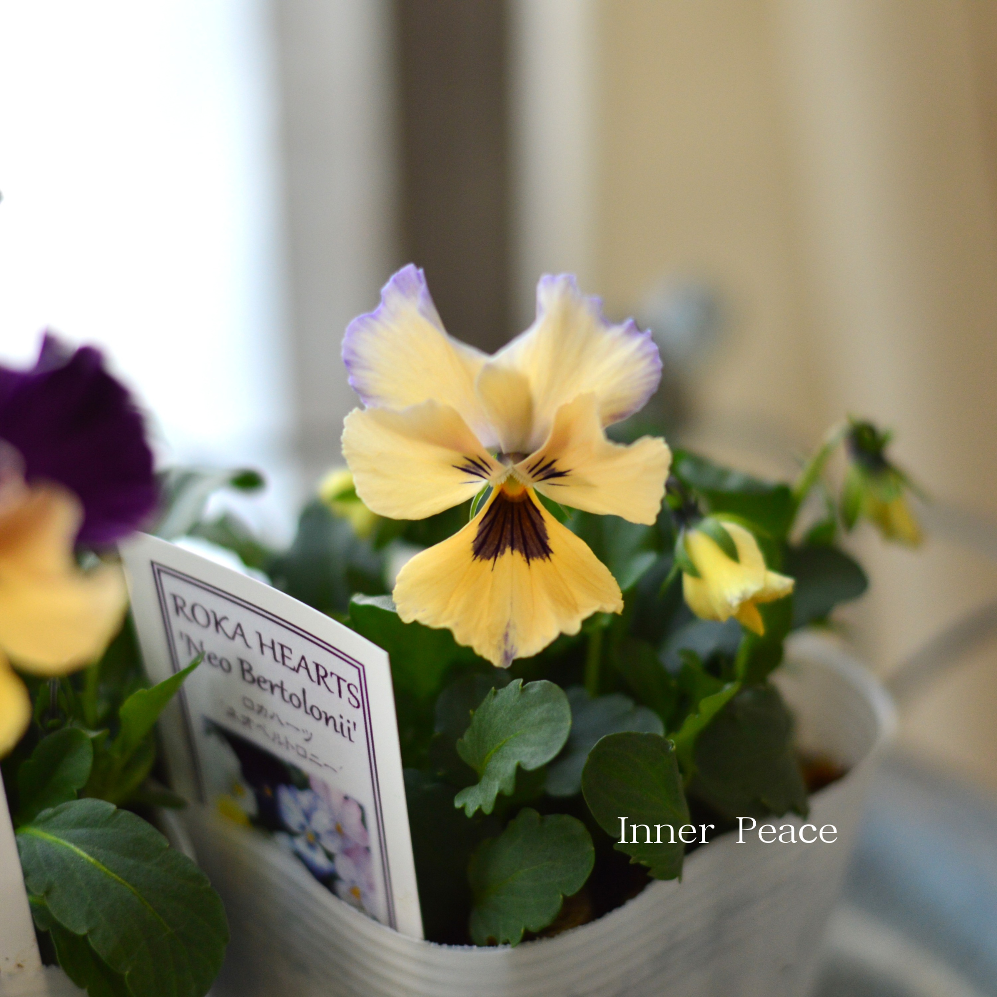 【美しい】 ビオラ ロカハーツ 『ネオベルトロニー・D』 3.5寸POT