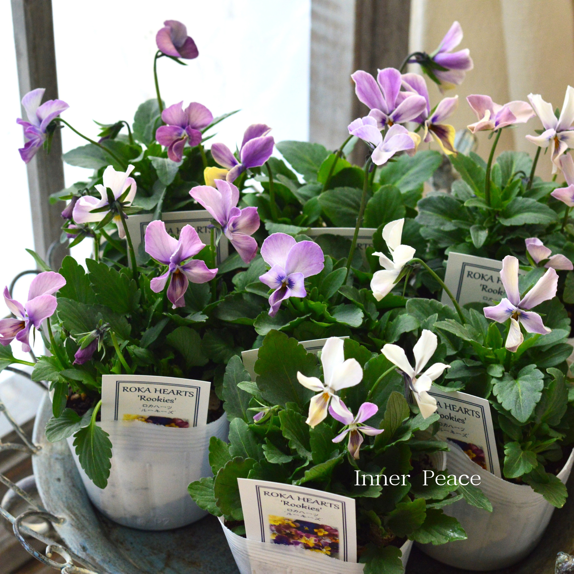 【美しい】 ビオラ ロカハーツ 『ルーキーズ・D』 3.5寸POT