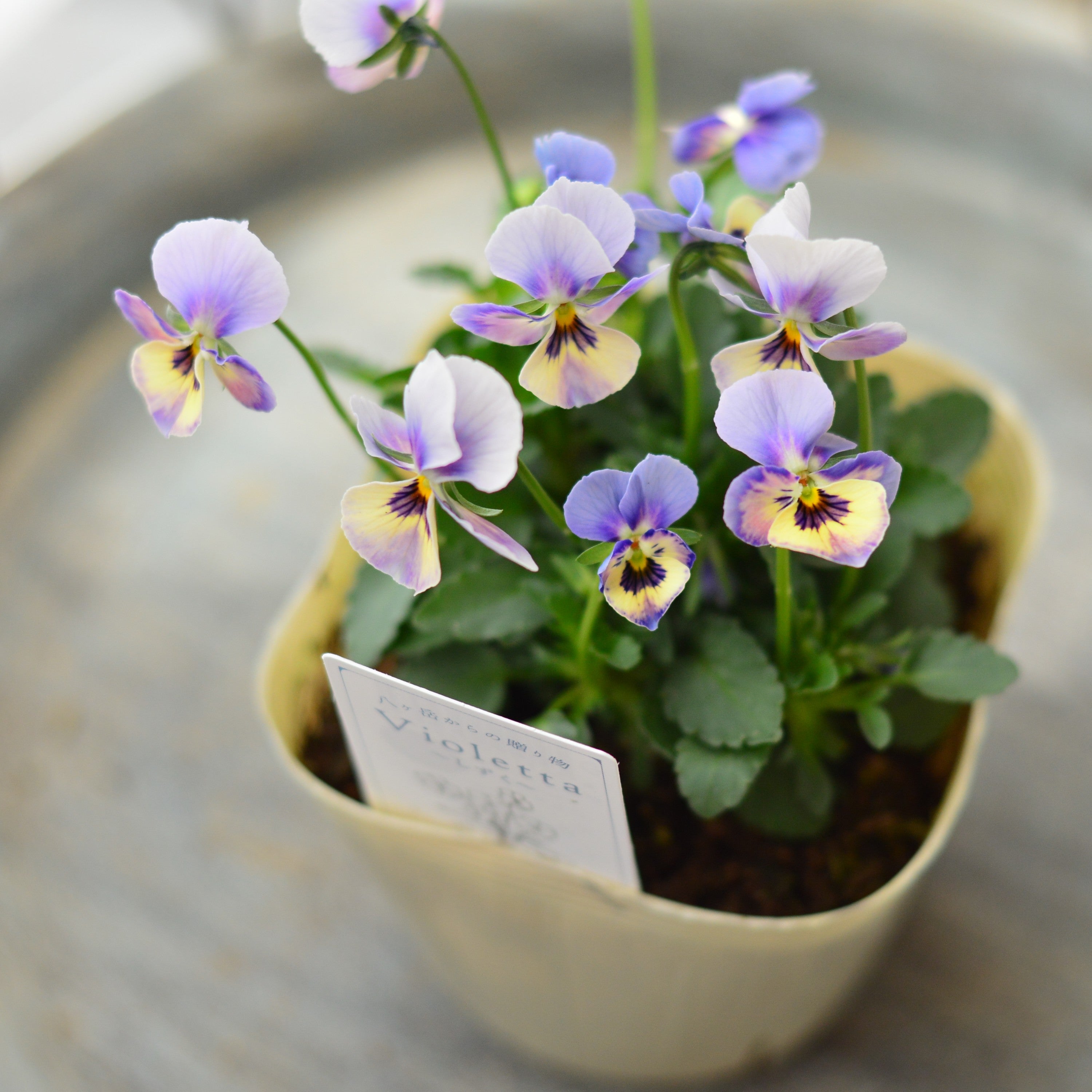 【VEGIHANA FARMさん】 小輪ビオラ 『ビオレッタ・しずく G』 3.5寸POT