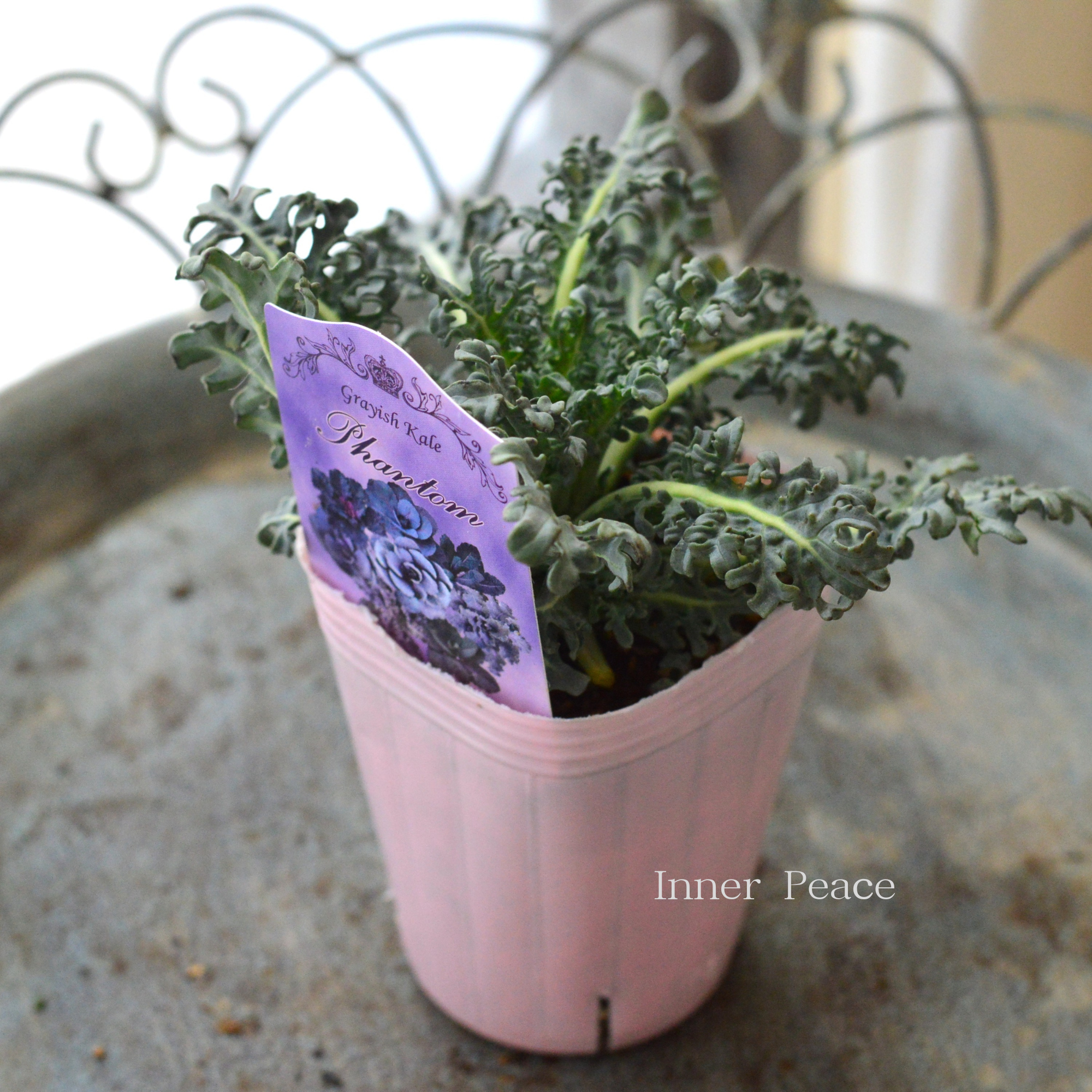 【k-plantsさん】 グレイッシュケール 『ファントム・D』 2寸POT