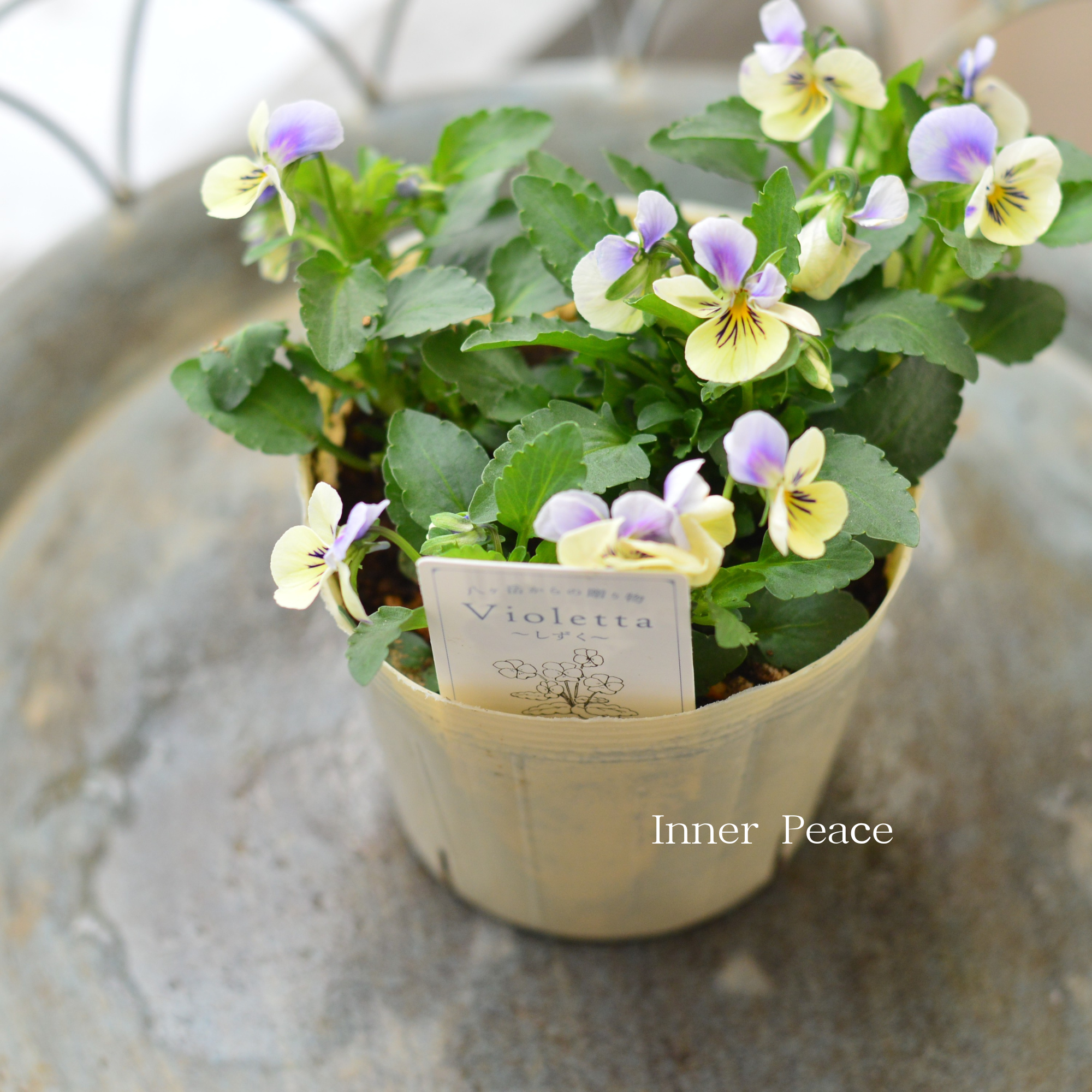 DA　小輪ビオラ VEGIHANA FARMさん】 小輪ビオラ 『ビオレッタ・しずく D』 3.5寸POT