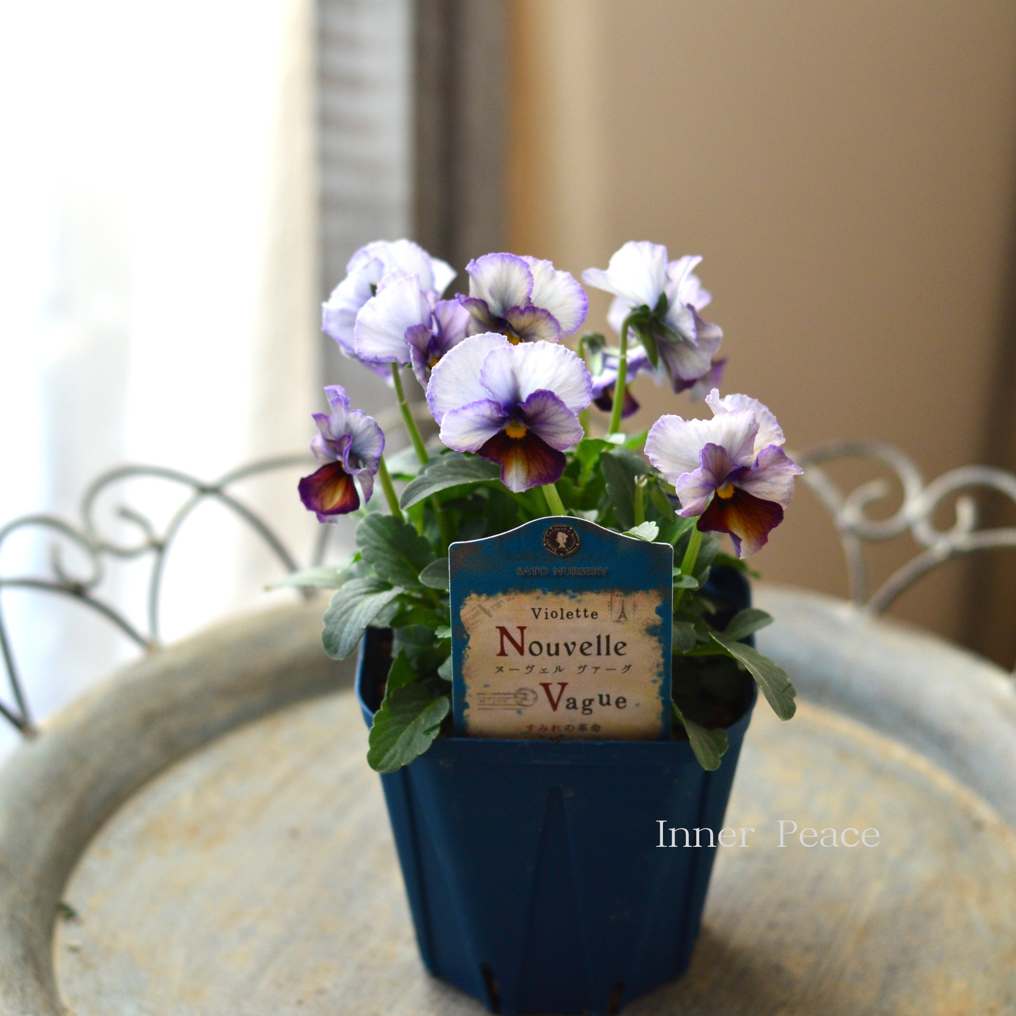 【サトウ園芸さん】 ビオラ 『ヌーベルヴァーグ~すみれの革命~ D』 3.5寸硬質POT