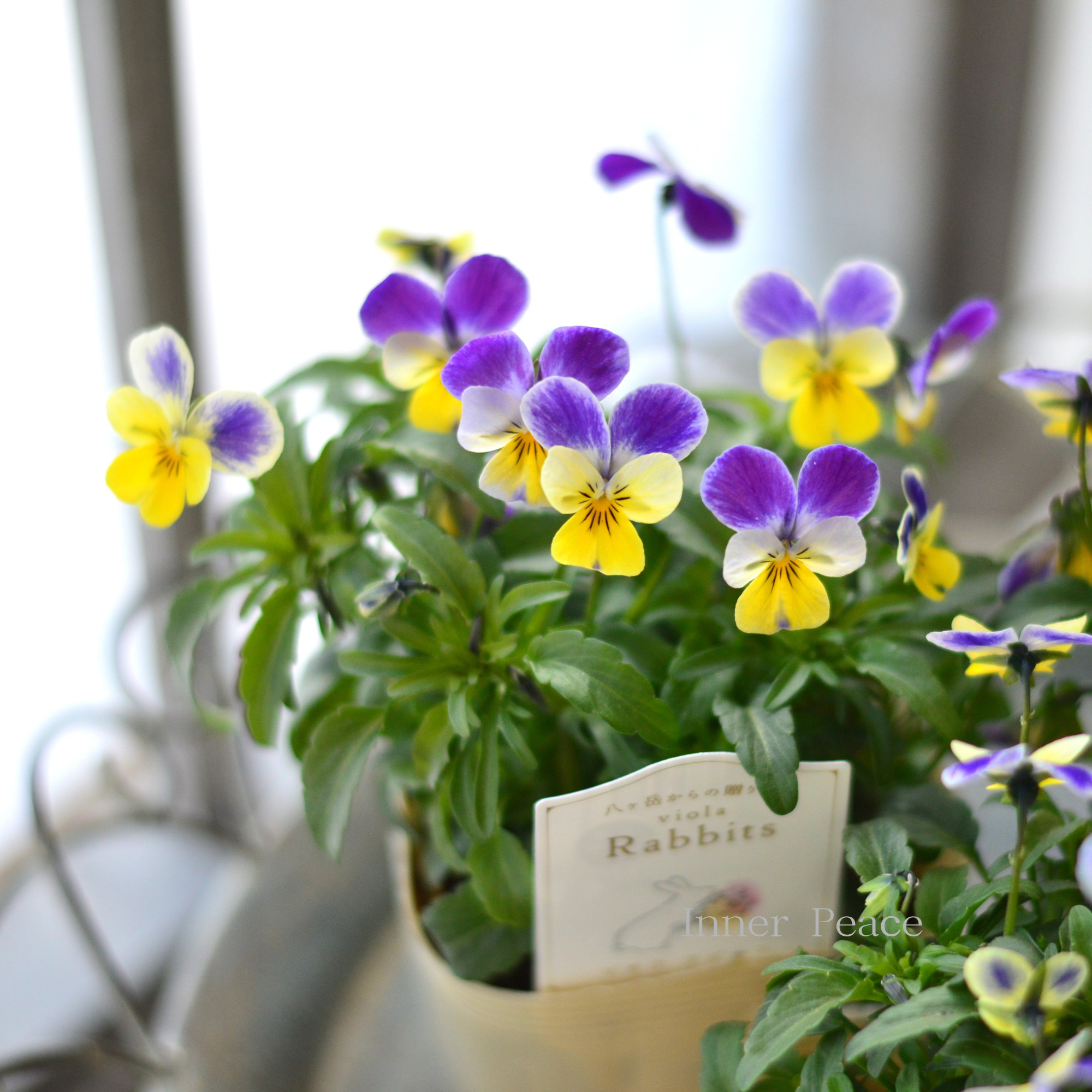 【VEGIHANA FARMさん】 ビオラ 『ラビッツ・D』 3.5寸POT