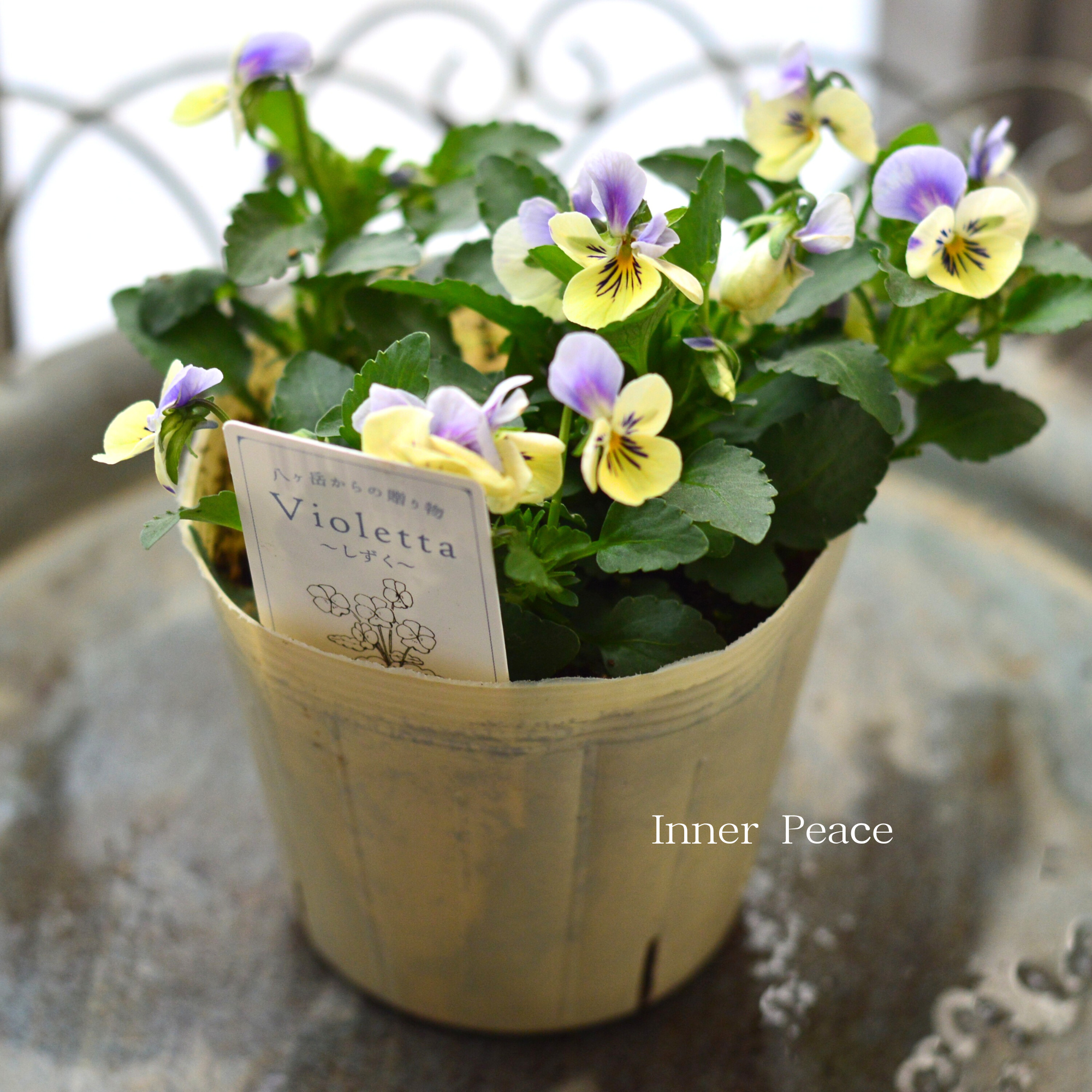 【VEGIHANA FARMさん】 小輪ビオラ 『ビオレッタ・しずく D』 3.5寸POT