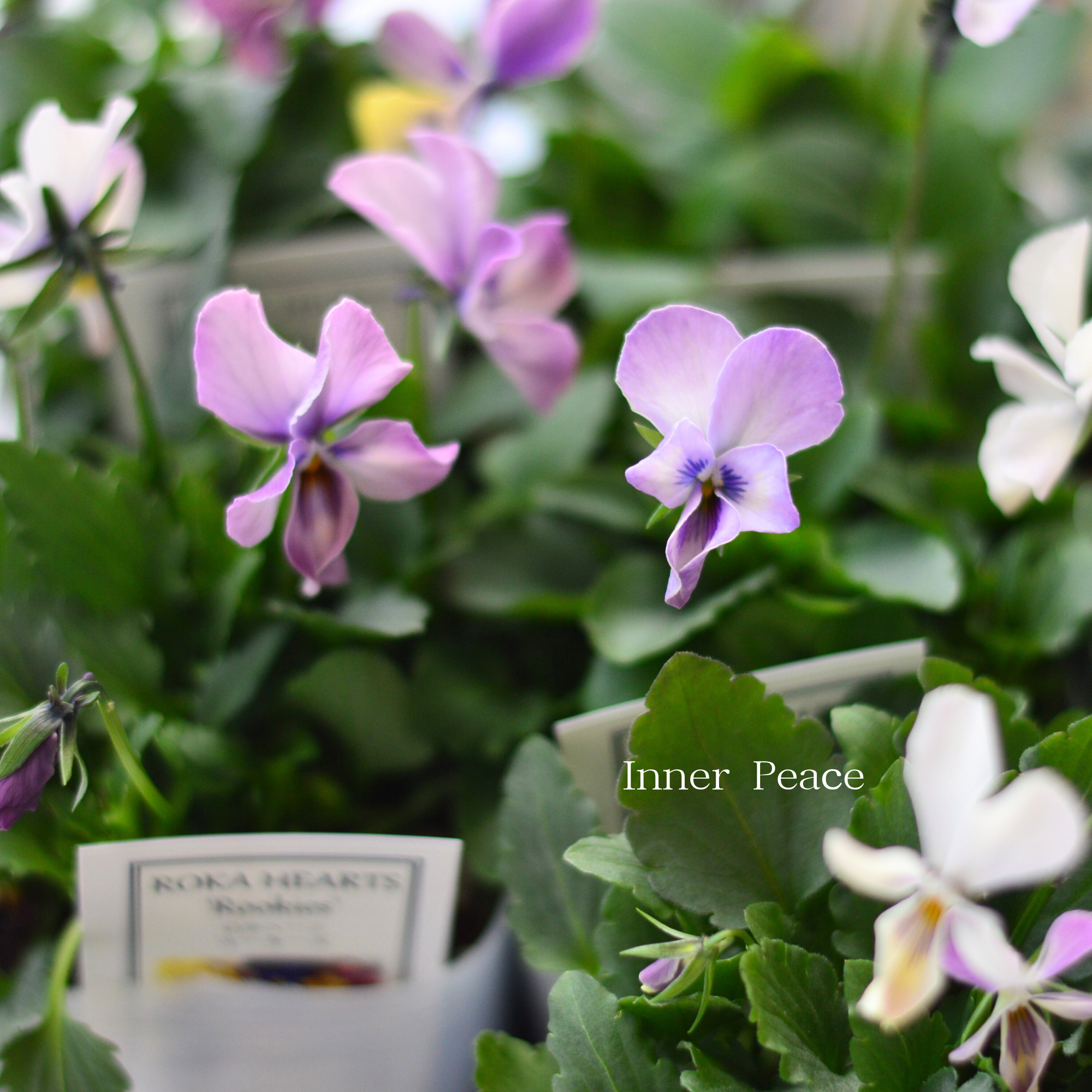 【美しい】 ビオラ ロカハーツ 『ルーキーズ・D』 3.5寸POT